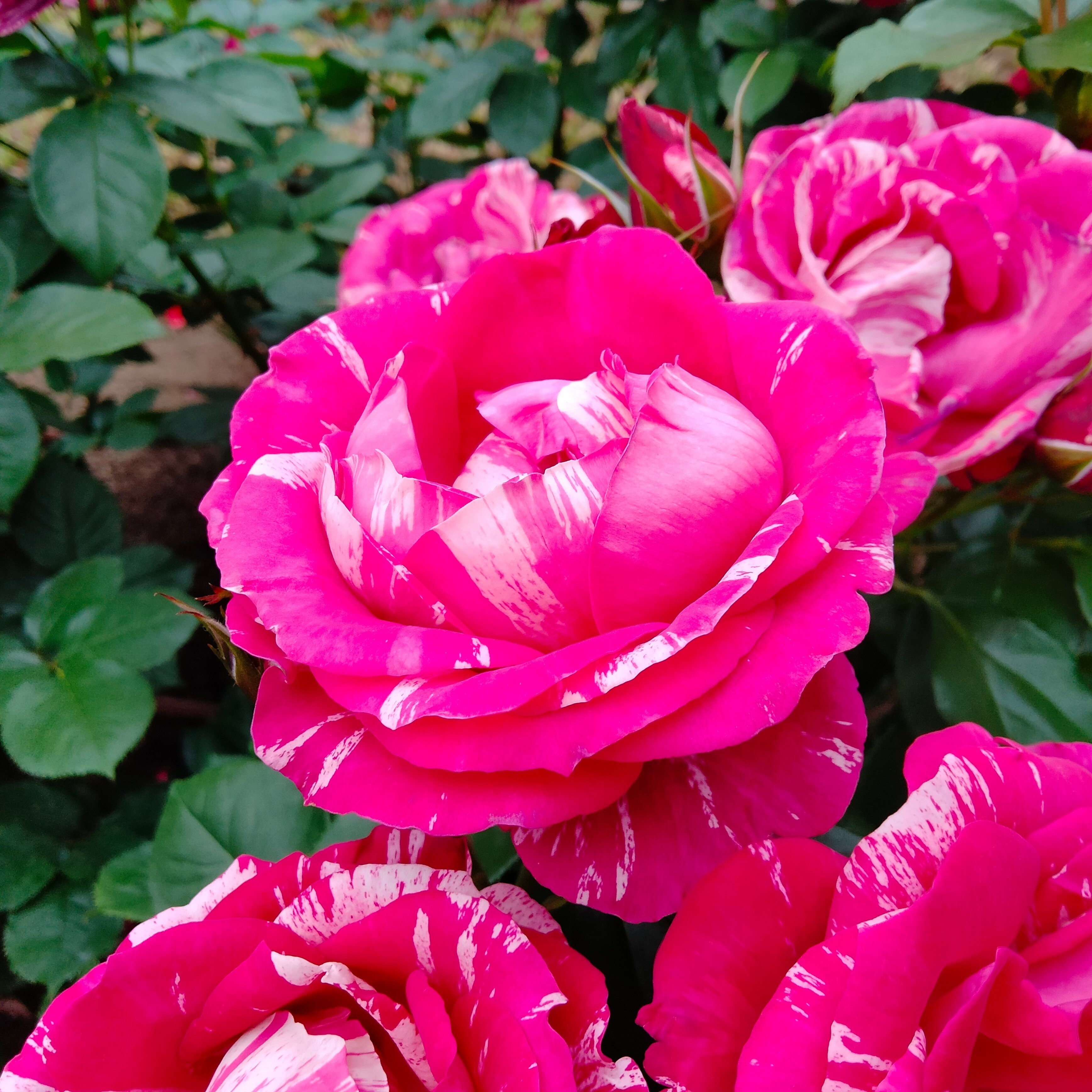 要問い合せ♥️美しい薔薇に癒されて♥️フランス調　薔薇　ライト　ランプ　ピンク TLを花でいっぱいにしよう #薔薇 ピンクパンサー フランス産出