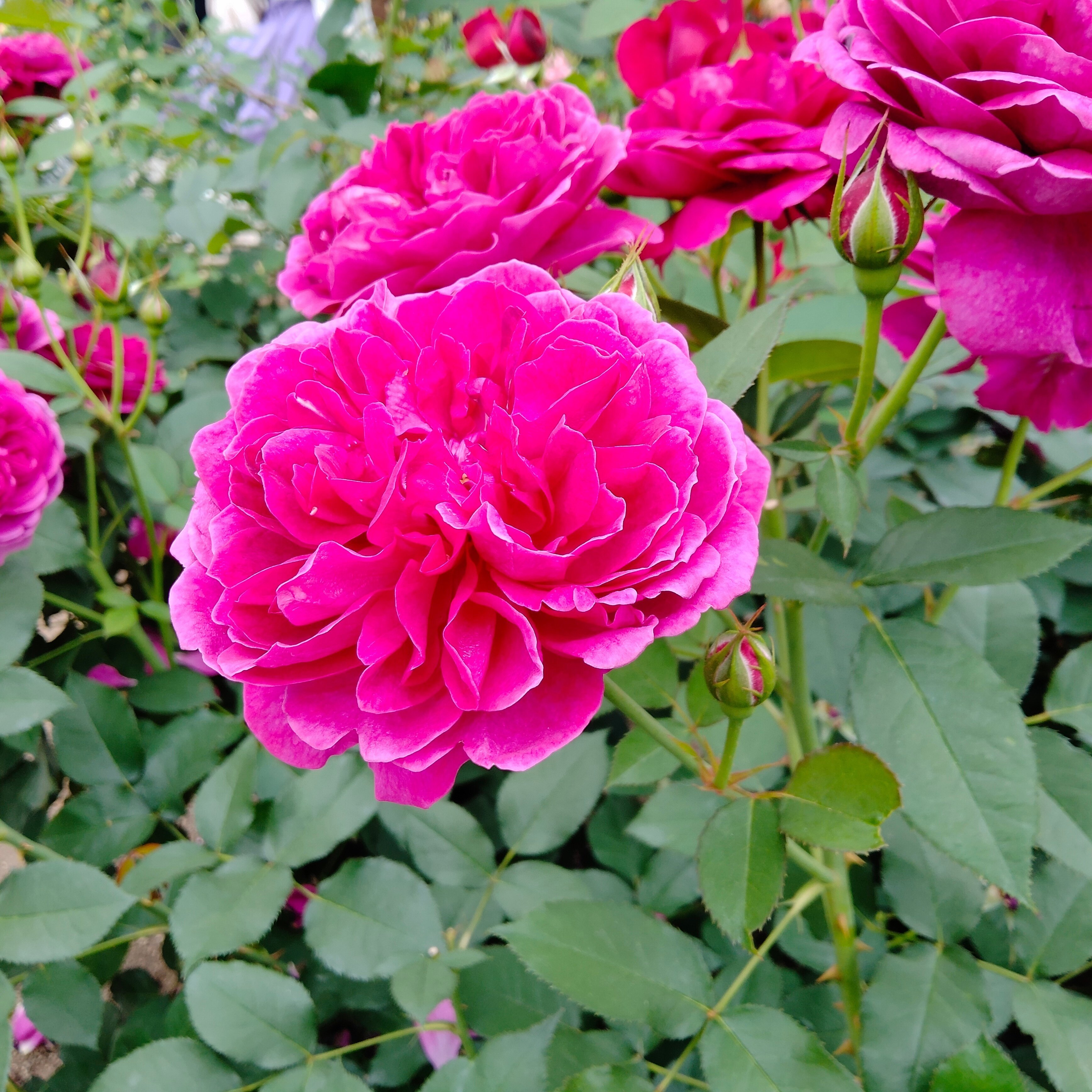 バラに癒されて❀｜ゆらり