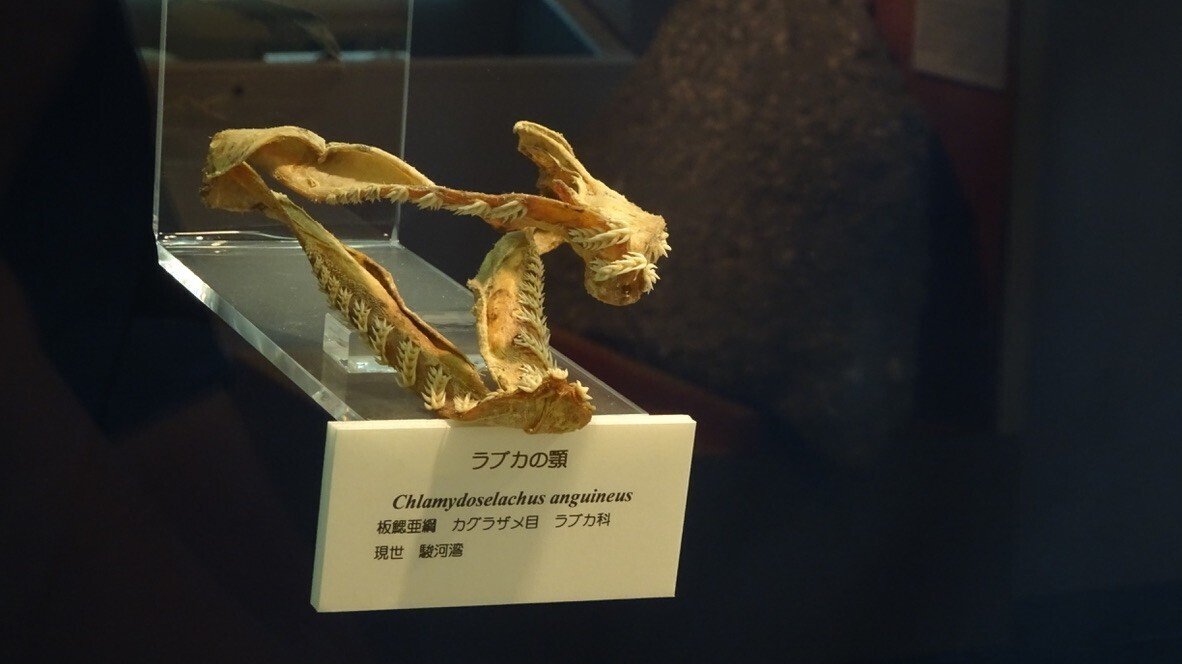 ラブカ（Chlamydoselachus anguineus）の顎骨標本