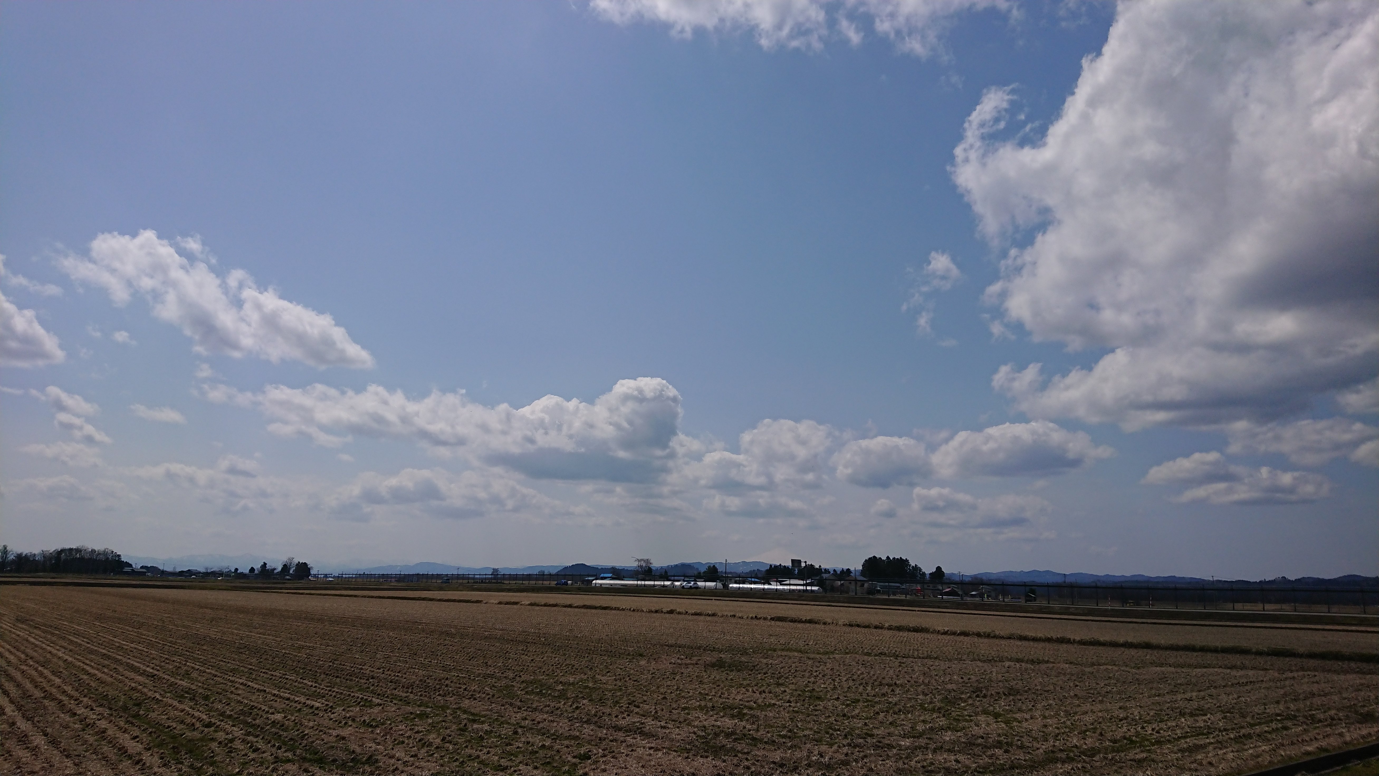 ホップの事2024年｜花の館の植物の育て方