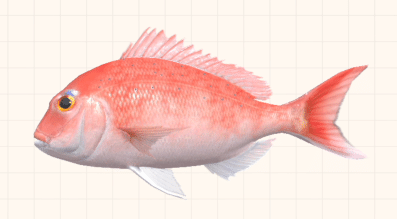 レポート】マダイ――日本人なら釣れるとうれしい魚｜ゲームのいきもの研究所