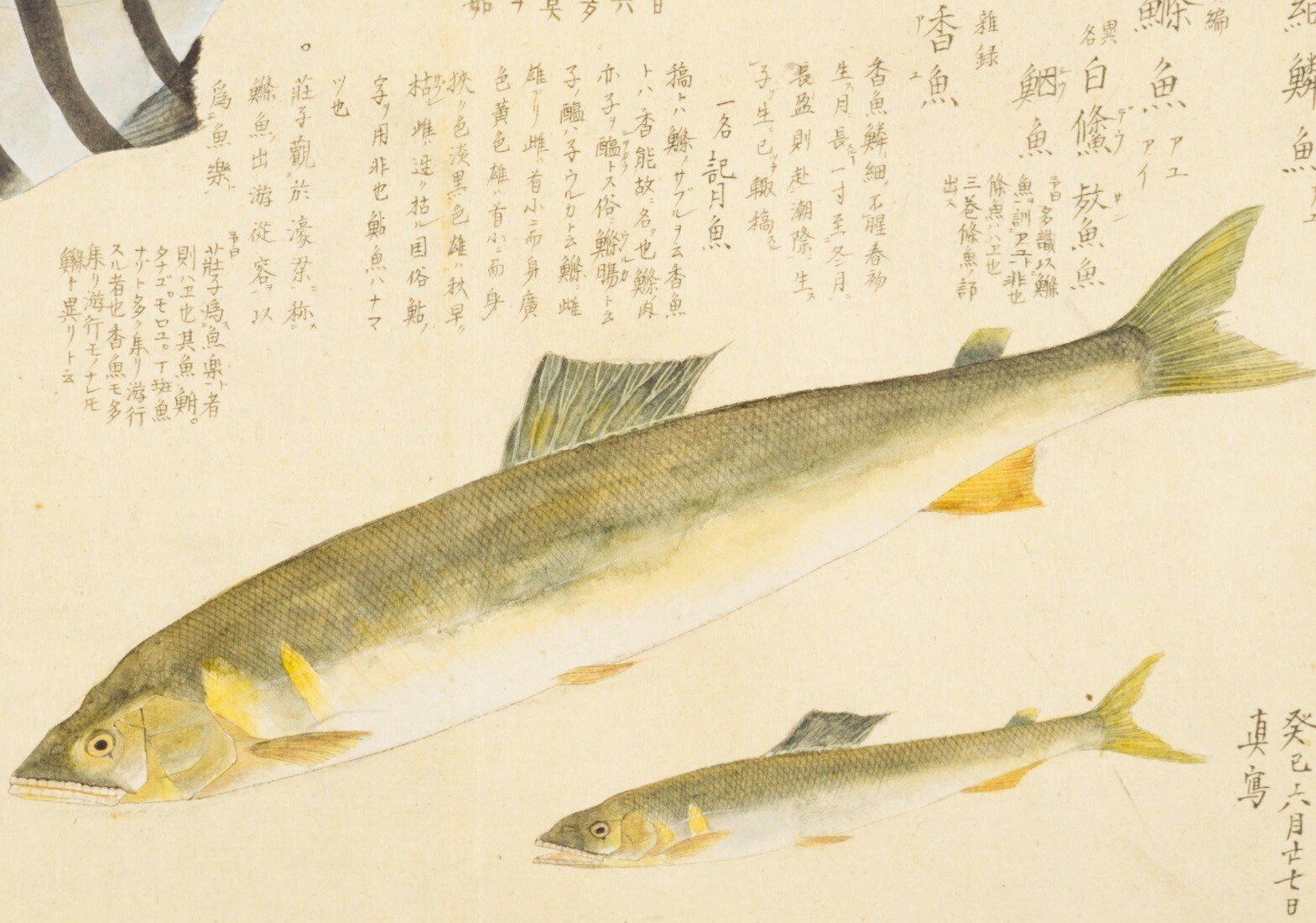 梅園魚品図正】(24) 細鱗魚（あゆ）／縞鯛（しまだい）｜mominaina