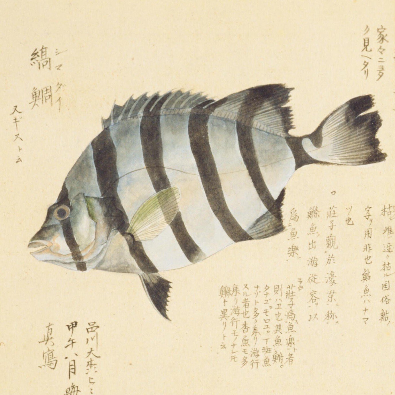梅園魚品図正】(24) 細鱗魚（あゆ）／縞鯛（しまだい）｜mominaina