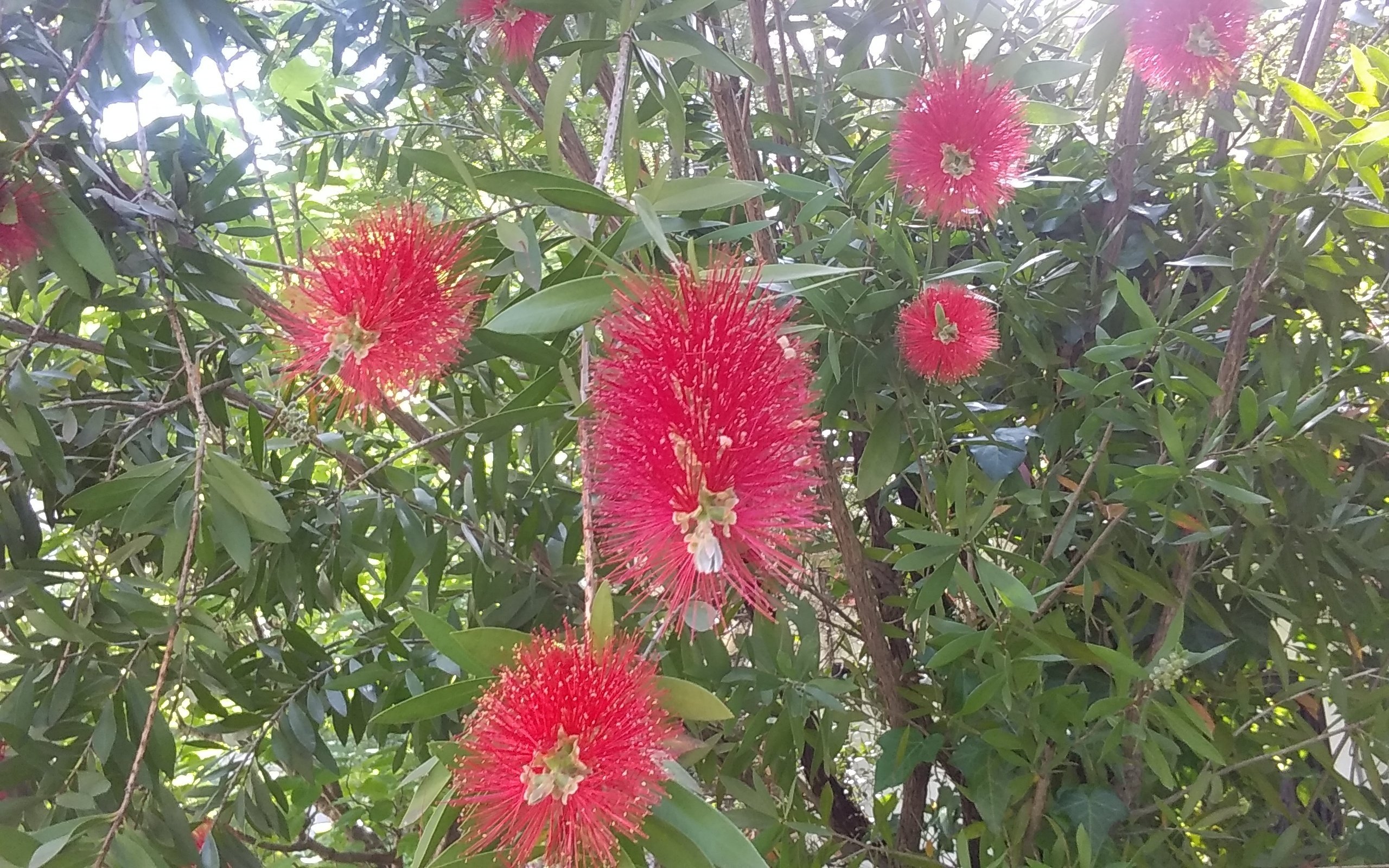 日比谷公園 緑と赤のエネルギー 】｜オリーブ♪＠横浜