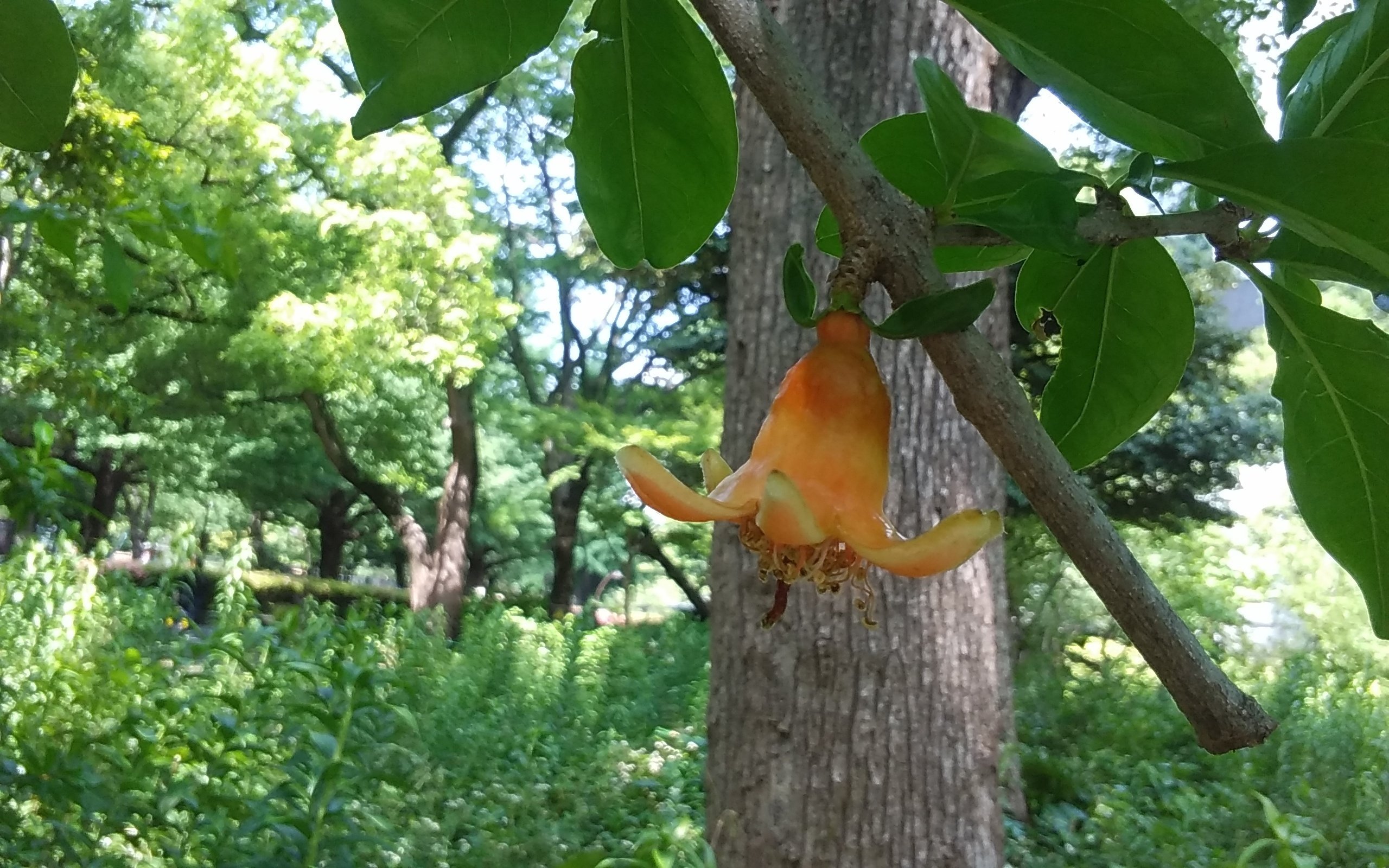 日比谷公園の百日紅（サルスベリ） - 寿庵日記