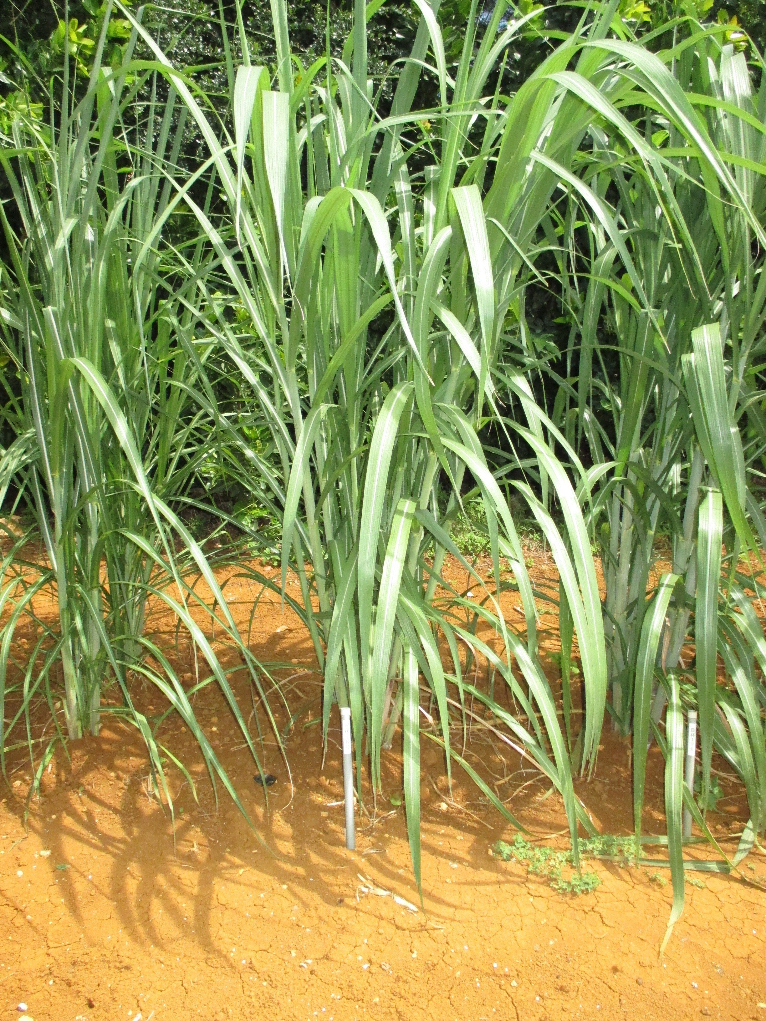 サトウキビ NiTn18｜CGR＝NAR×LAI