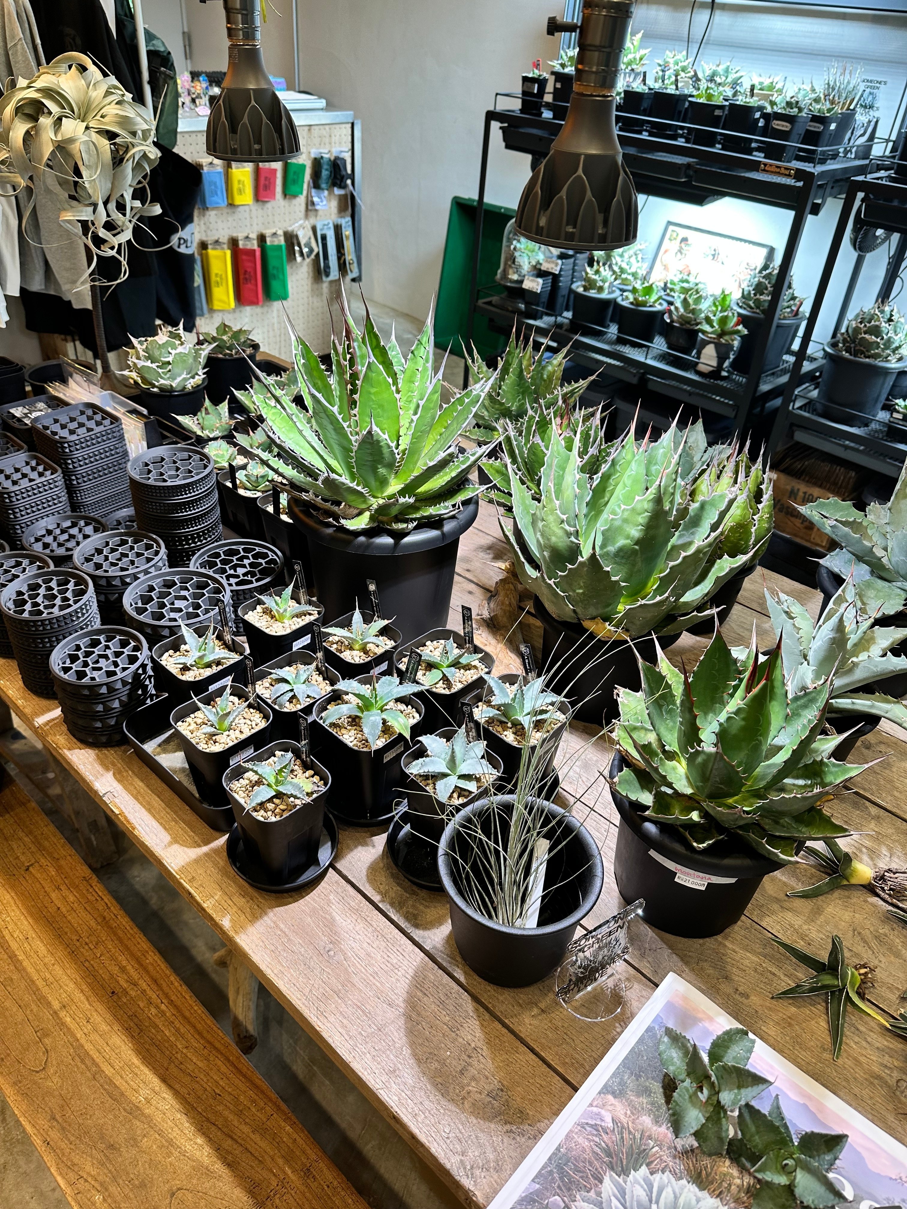 仙渓アガベ 仙台のアガベ専門店『PLANTISTIC!』さんについて｜Re-NEWAL