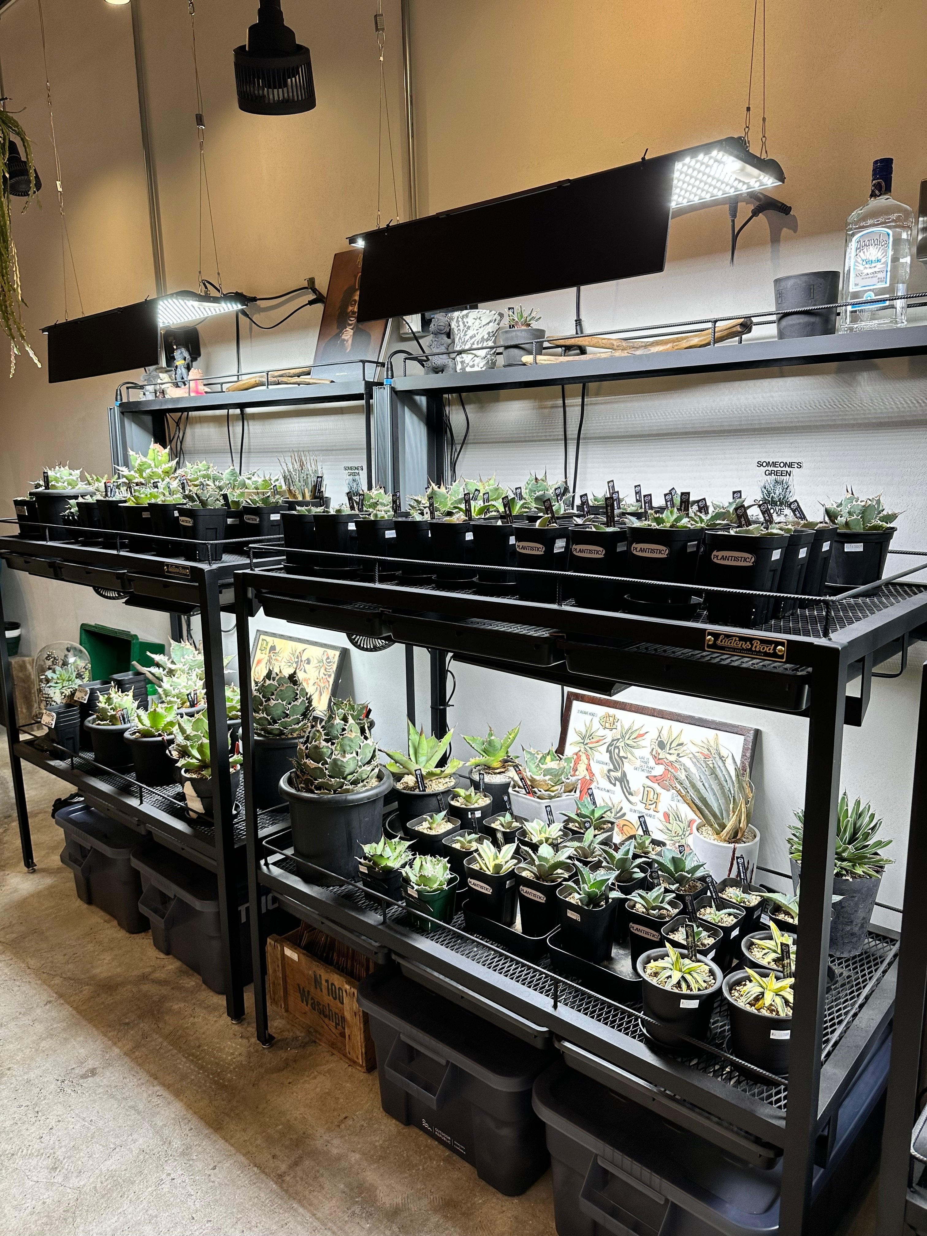 アガベ・チタノタ【シャークソウイ】 〝仙台PLANTISTIC！産〟 アガベ