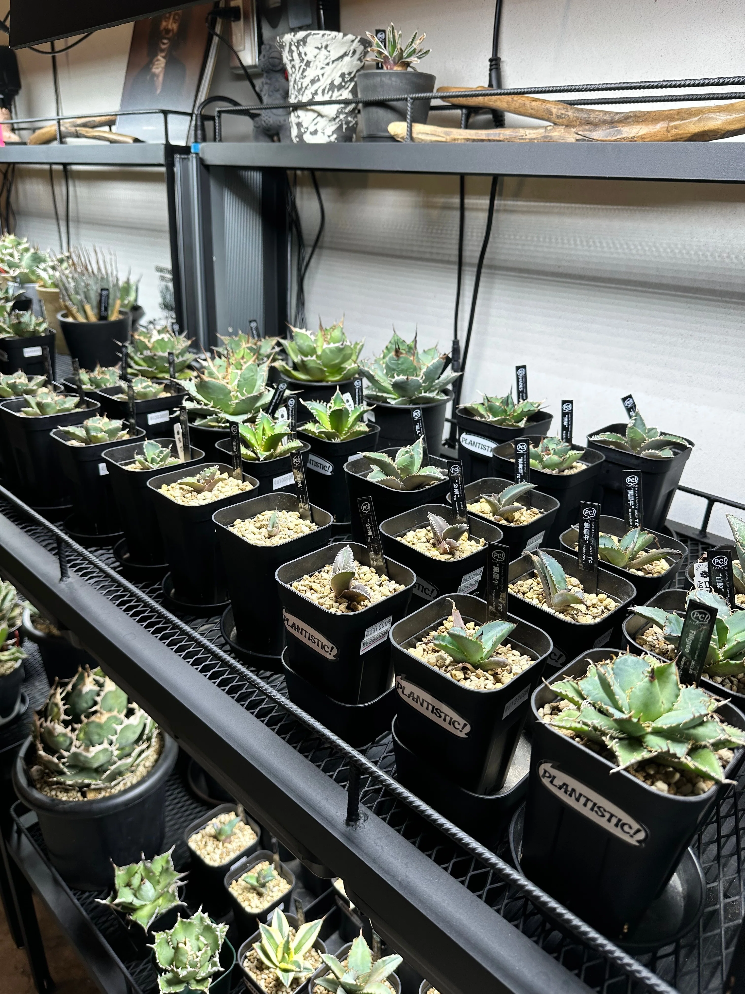 仙台のアガベ専門店『PLANTISTIC!』さんについて｜Re-NEWAL