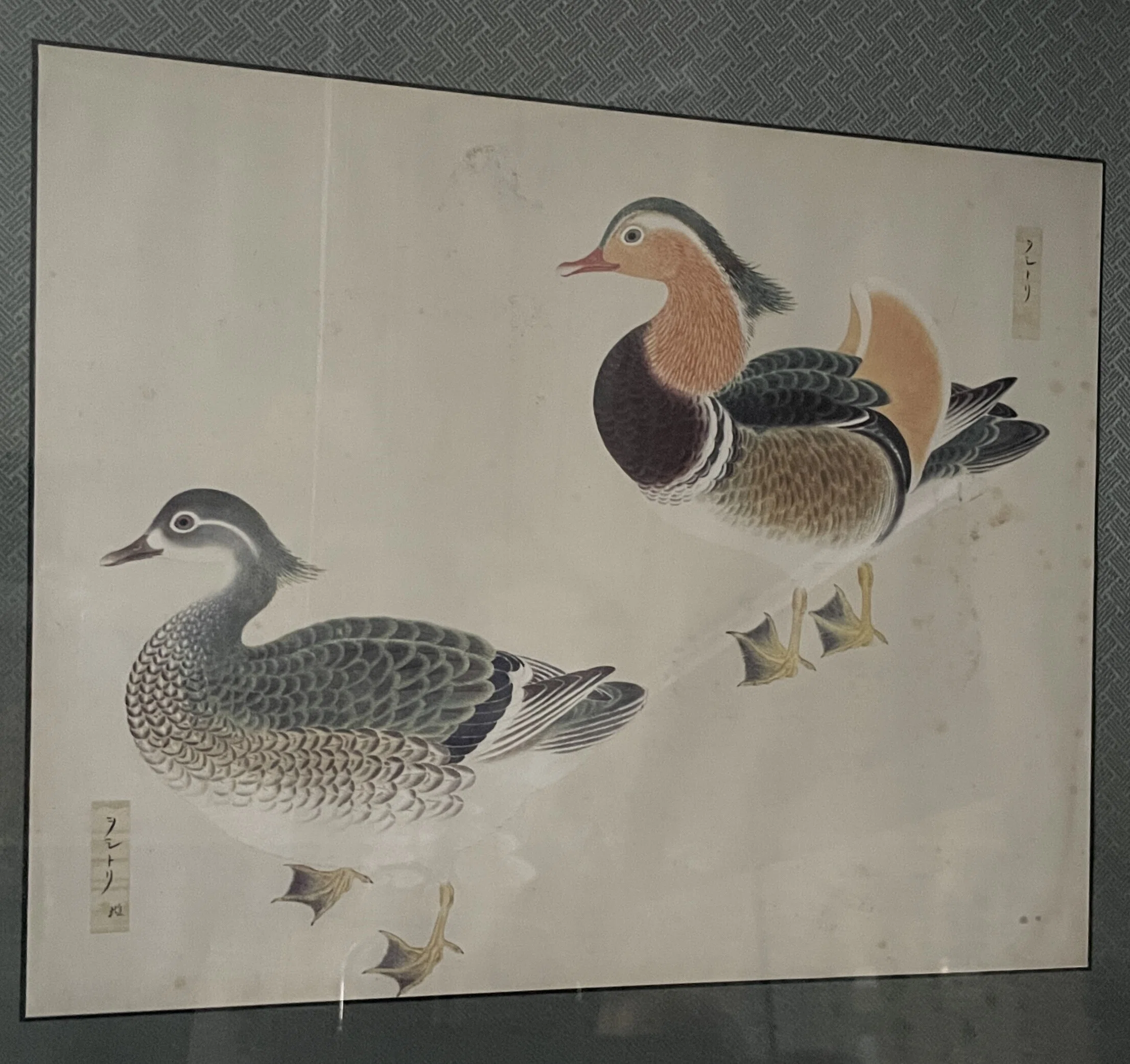 殿さまのスケッチブック：博物図譜いろいろ 永青文庫2 東京都文京区