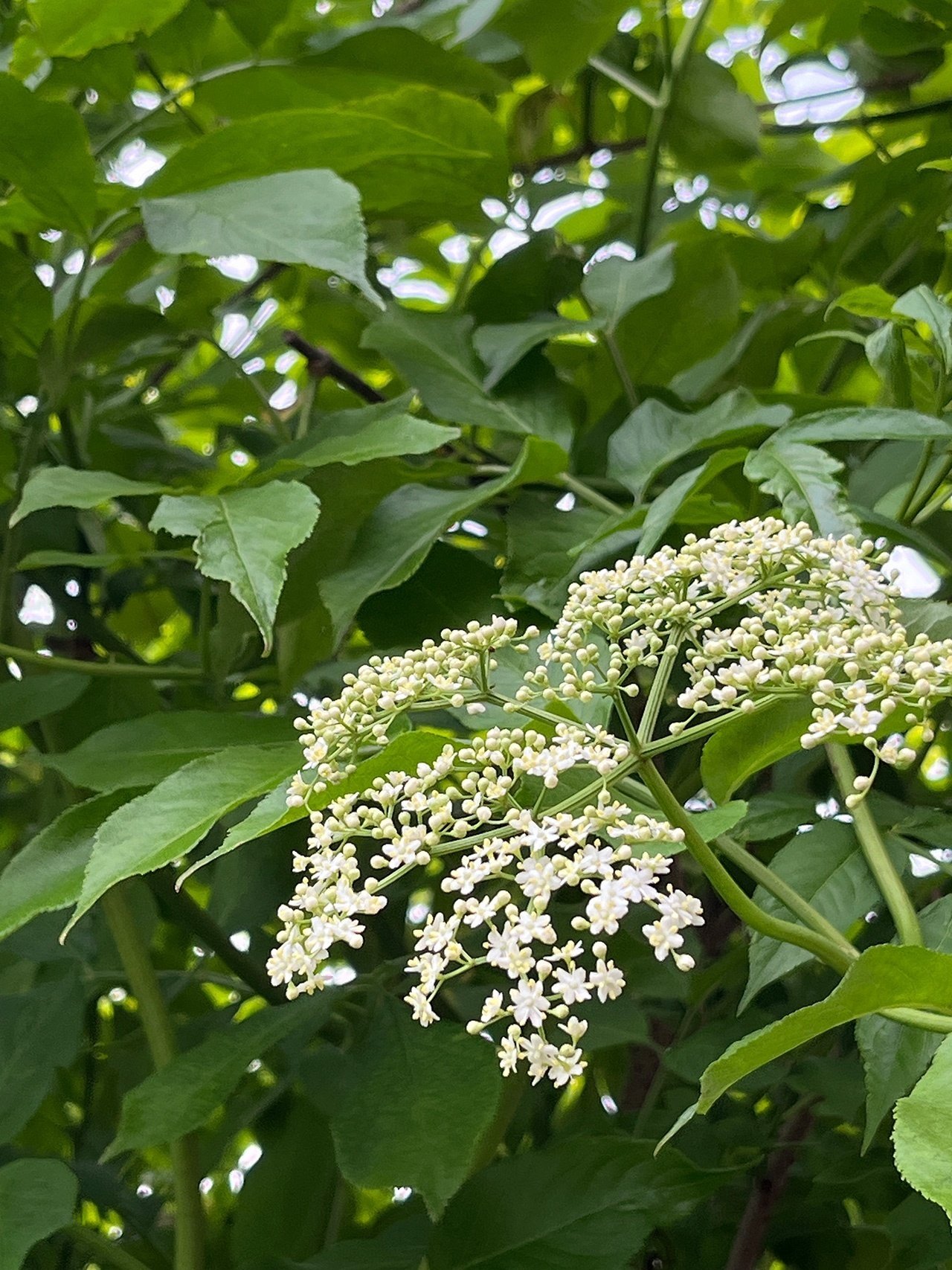 どこまで大きくなる？エルダーフラワー｜のりとのら