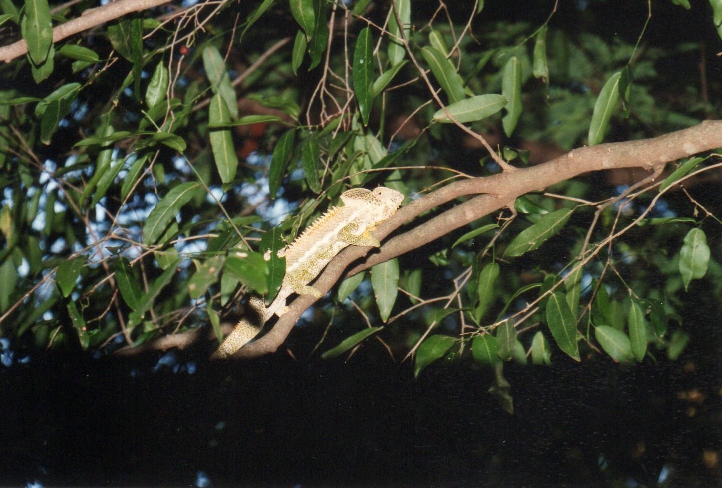 マダガスカルさま専用 マダガスカルを旅する⑨ キツネザルに会いに行こう！〜首都から日帰り