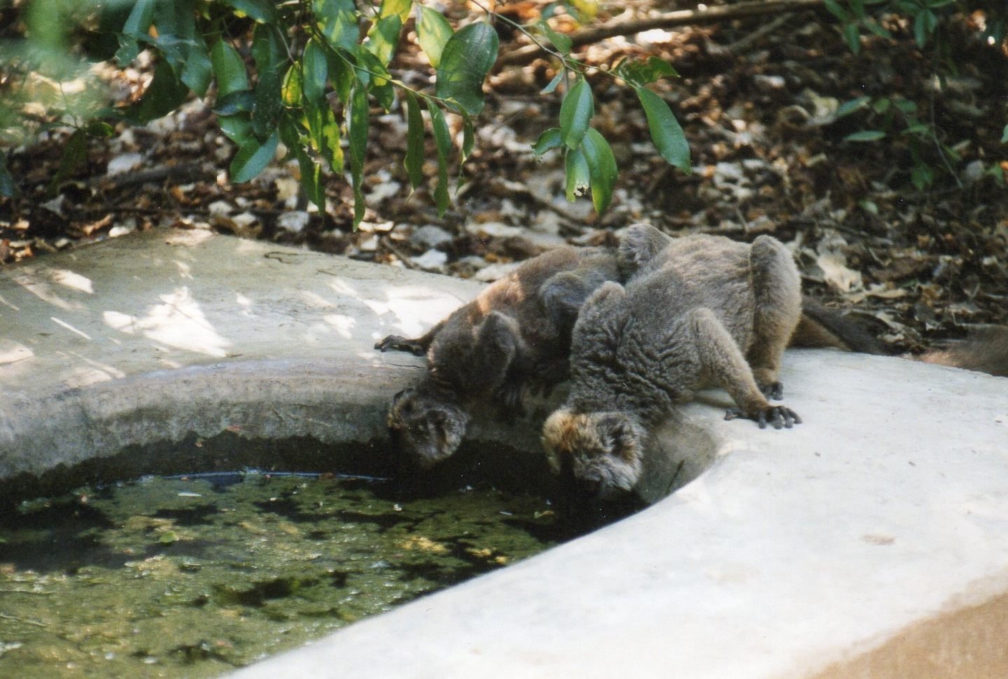 マダガスカルさま専用 マダガスカルを旅する⑨ キツネザルに会いに行こう！〜首都から日帰り