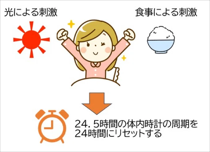 体内時計に合わせた食事で体調管理｜ストレッチTV@全国展開中のストレッチ専門店ストレチックス本部