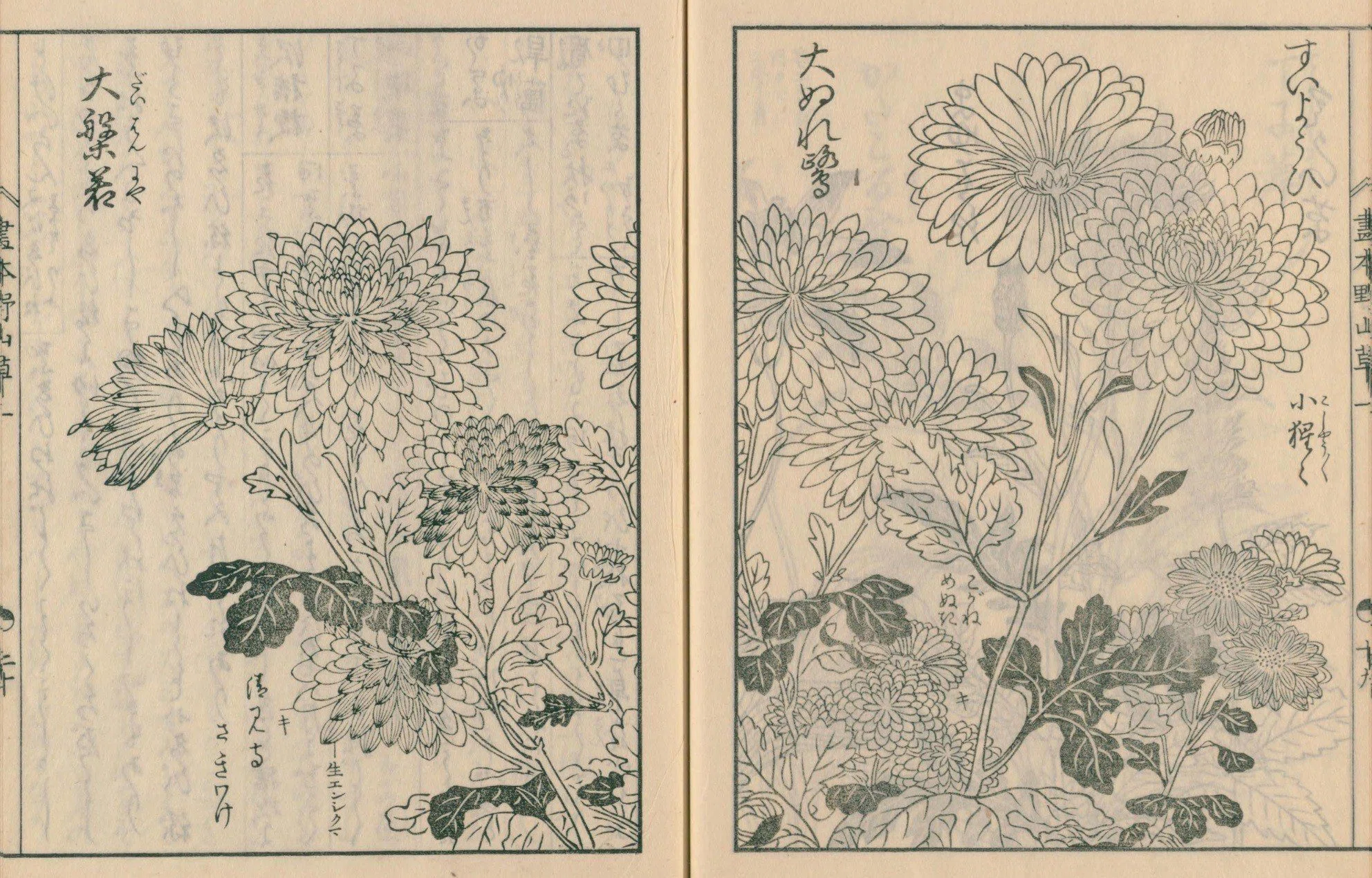 古書 和本 いなみちひき 菊模様 レトロ アンティーク 絵本野山草】(6) 菊（酔楊妃／大般若／濡鷺／猩々／黄金目貫／清見寺
