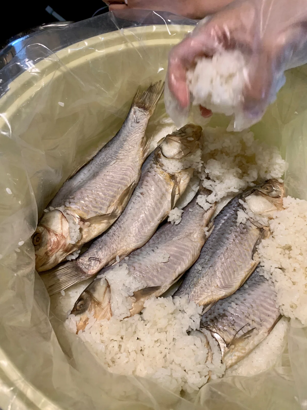 ふなずし、肉の熟鮓、RTA熟鮓…！？寿司のルーツを辿る数千年の味覚旅行。｜真野遥｜発酵室 よはく