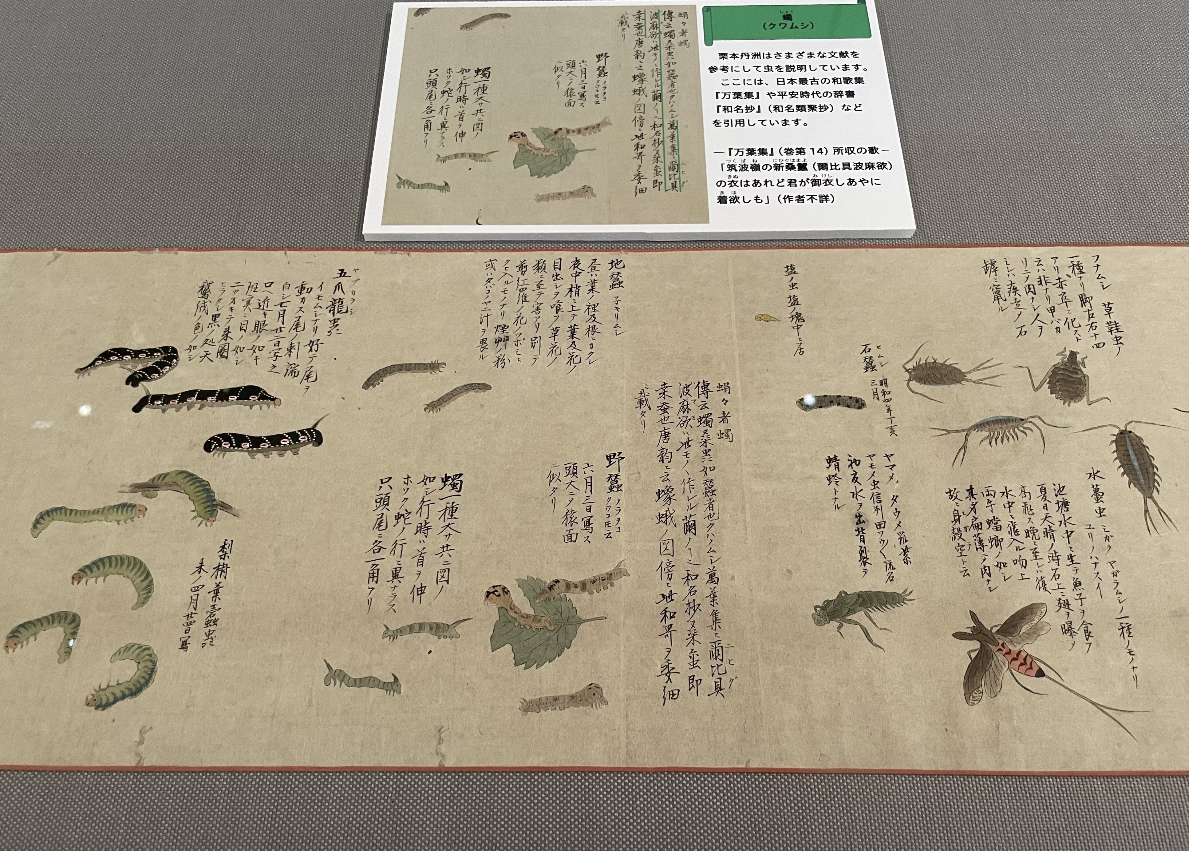 博物図譜いろいろ その2 トーハク編 増山雪斎・栗本丹洲 東京
