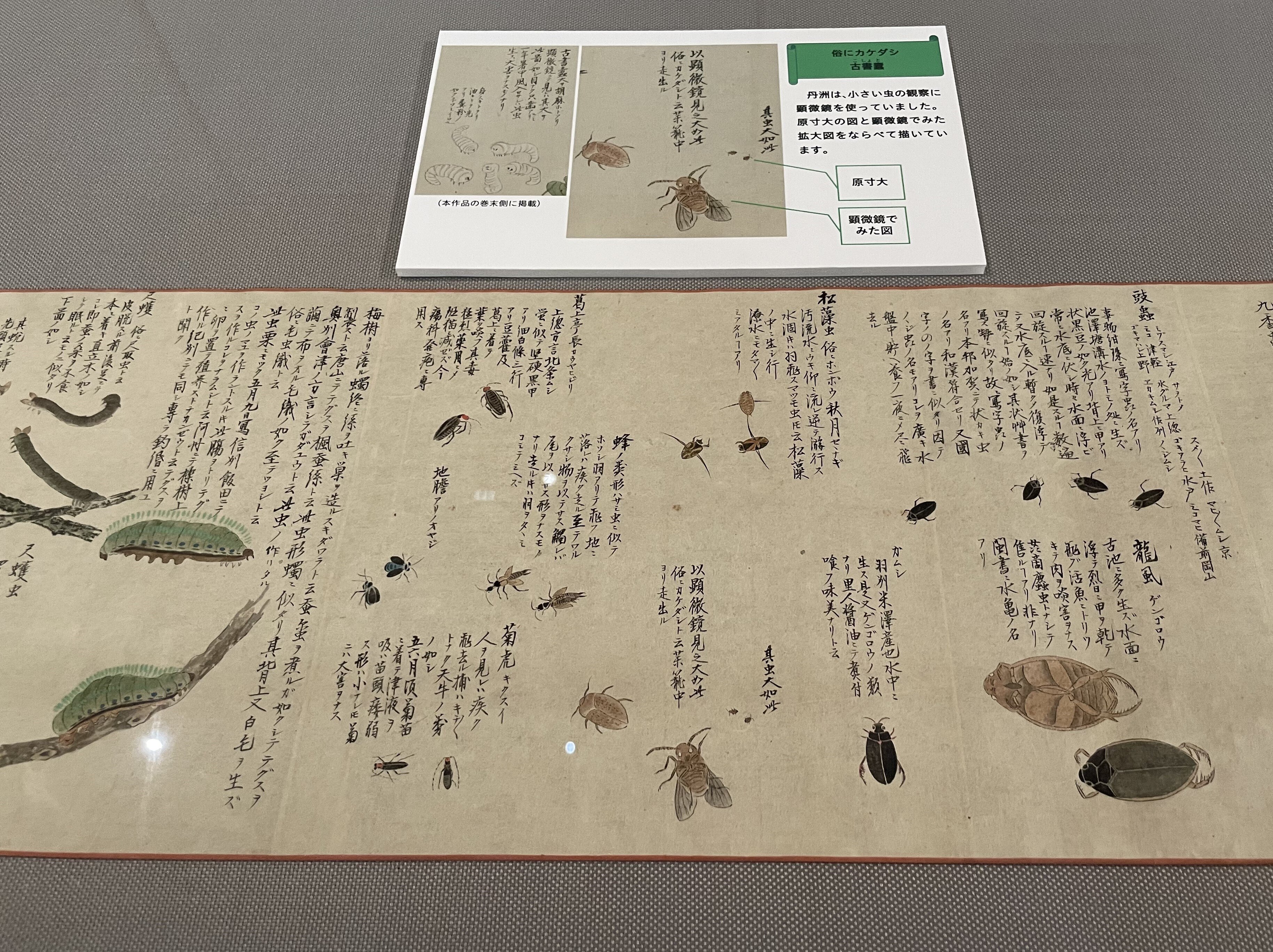 日本の博物図譜—十九世紀から現代まで (国立科学博物館叢書) カミの現象学―身体から見た日本文化論 角川叢書 (角川叢書 25