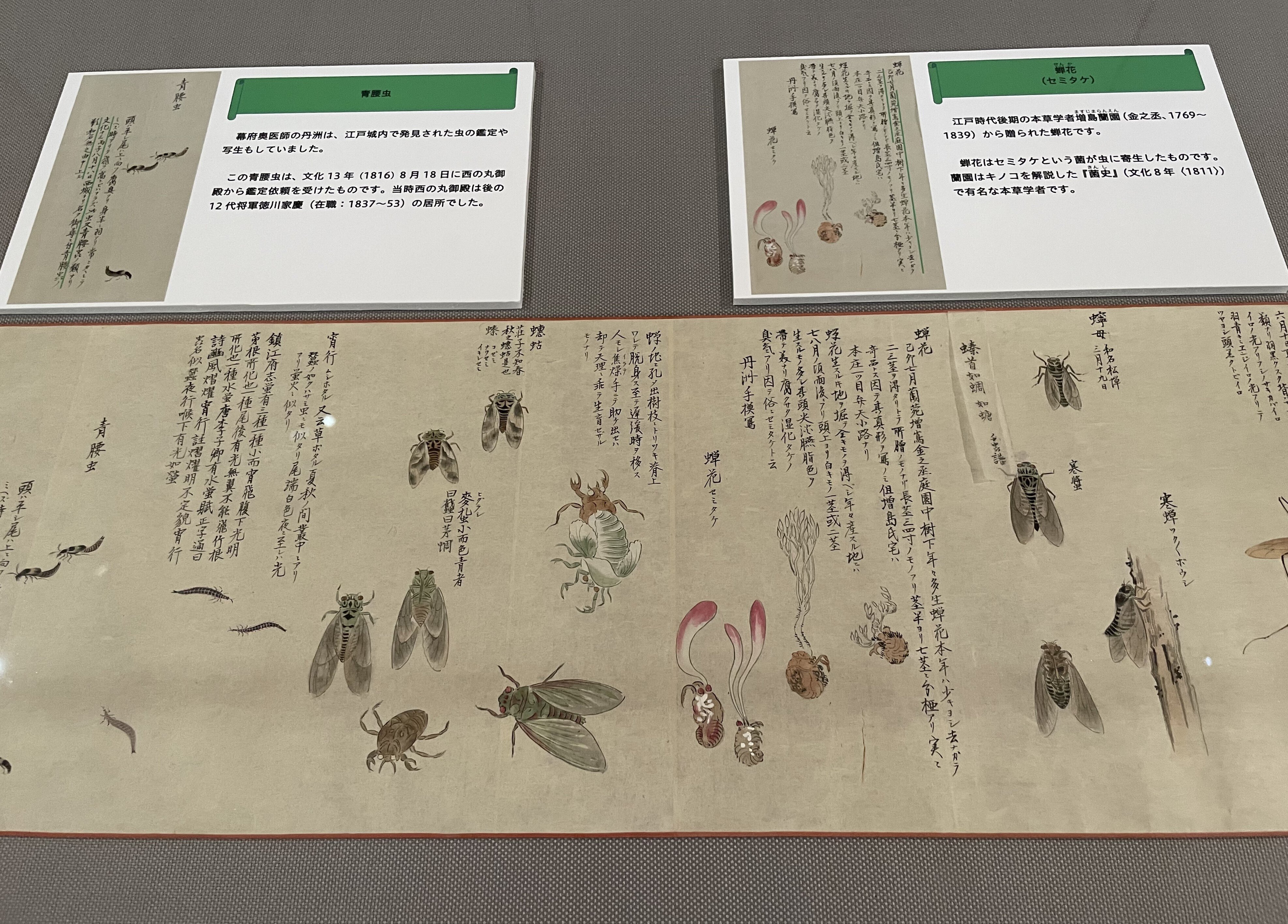 博物図譜いろいろ その2 トーハク編 増山雪斎・栗本丹洲 東京