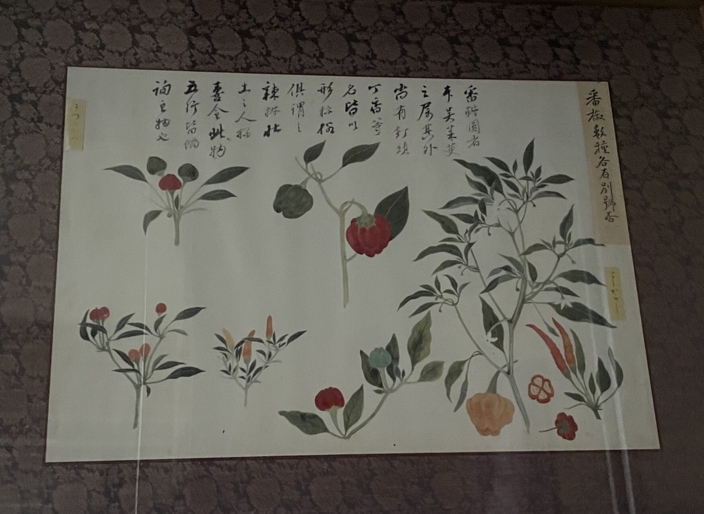 写生画帖：雑木、雑草 衆芳画譜：花弁、花果 高松松平家博物図譜 4冊 写生画帖：雑木、雑草 衆芳画譜：花弁、花果 高松松平家博物図譜