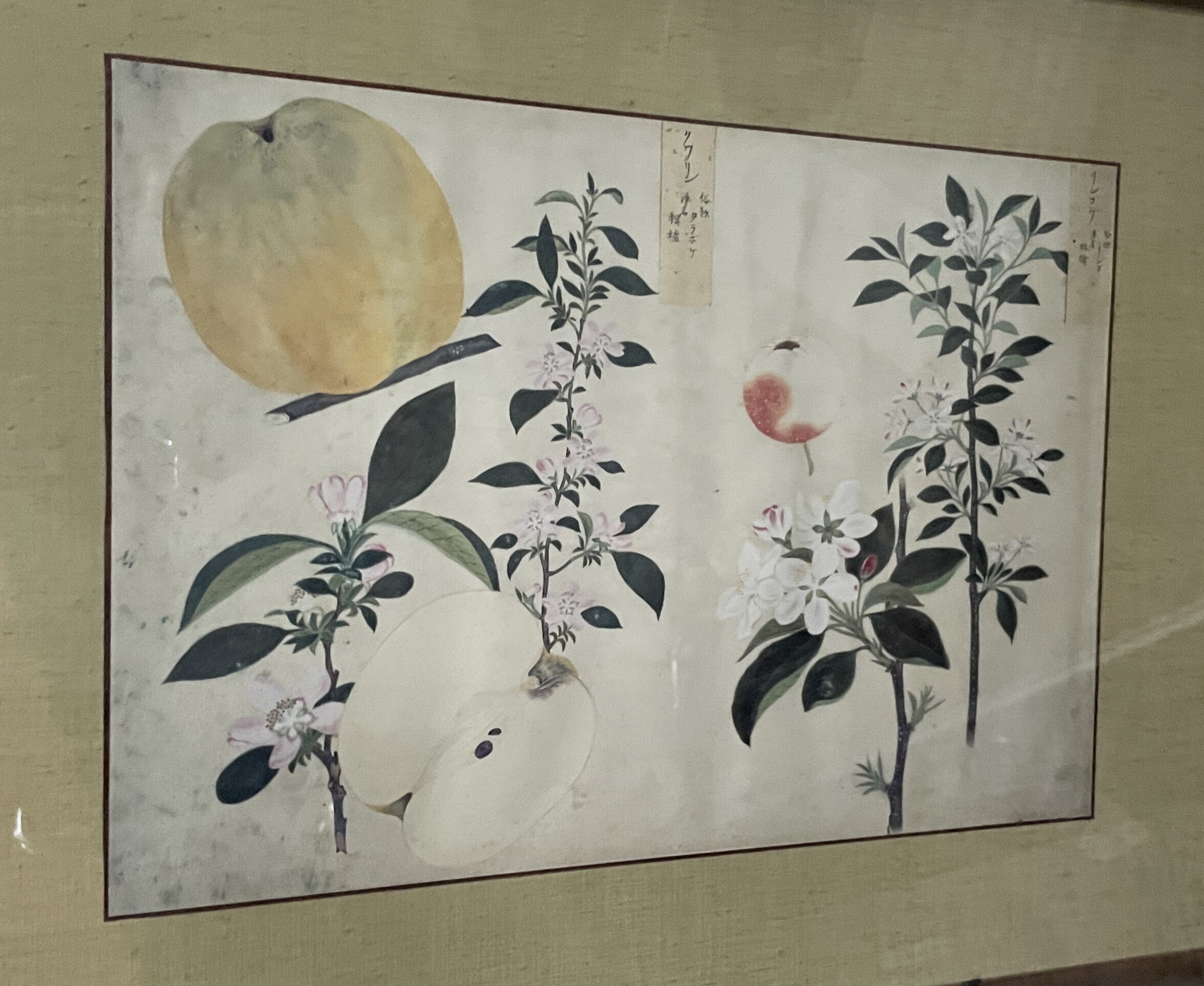 写生画帖：雑木、雑草 衆芳画譜：花弁、花果 高松松平家博物図譜 4冊 その他の刊行物｜香川県
