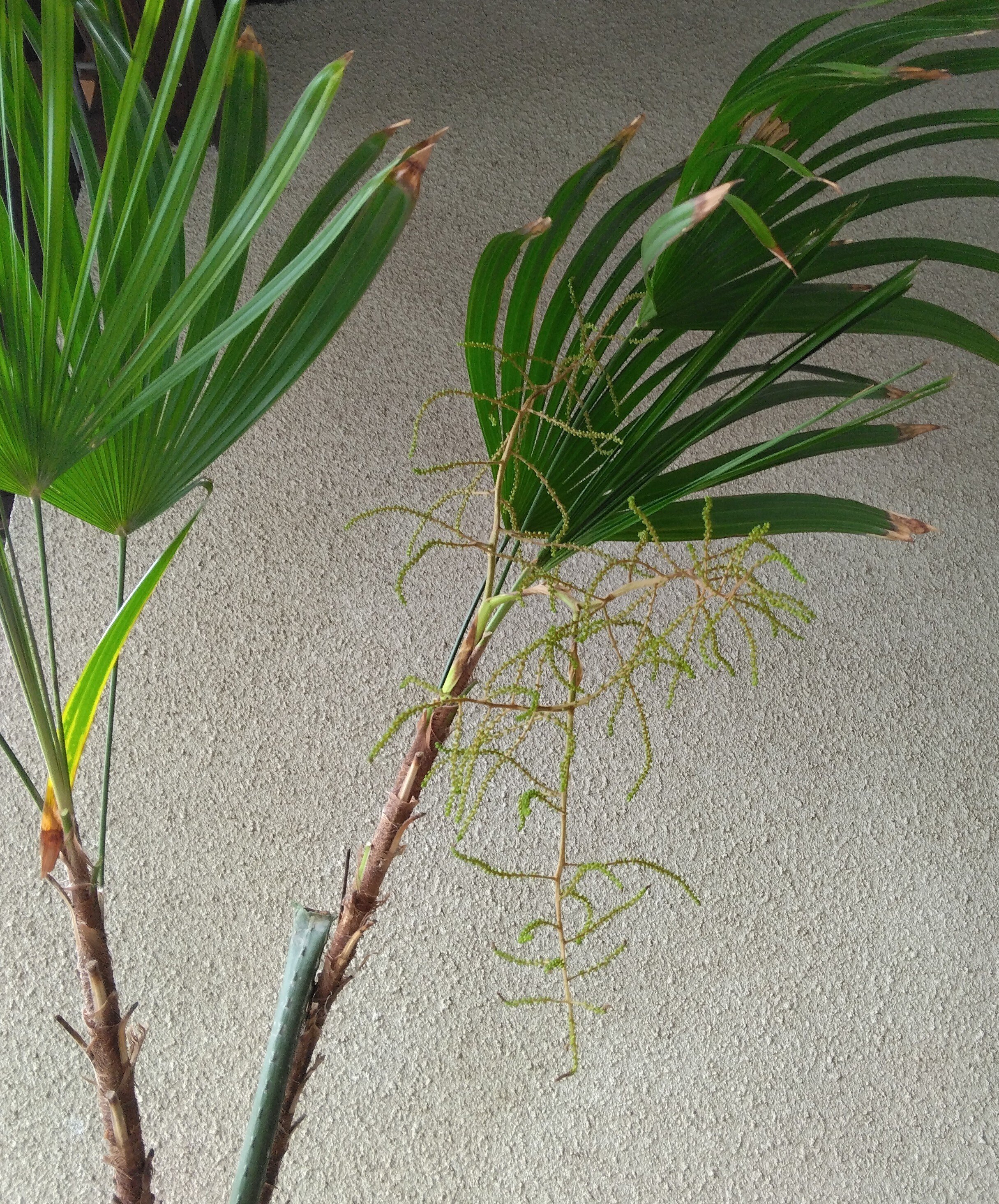 シュロチク(棕櫚竹)の花｜ume