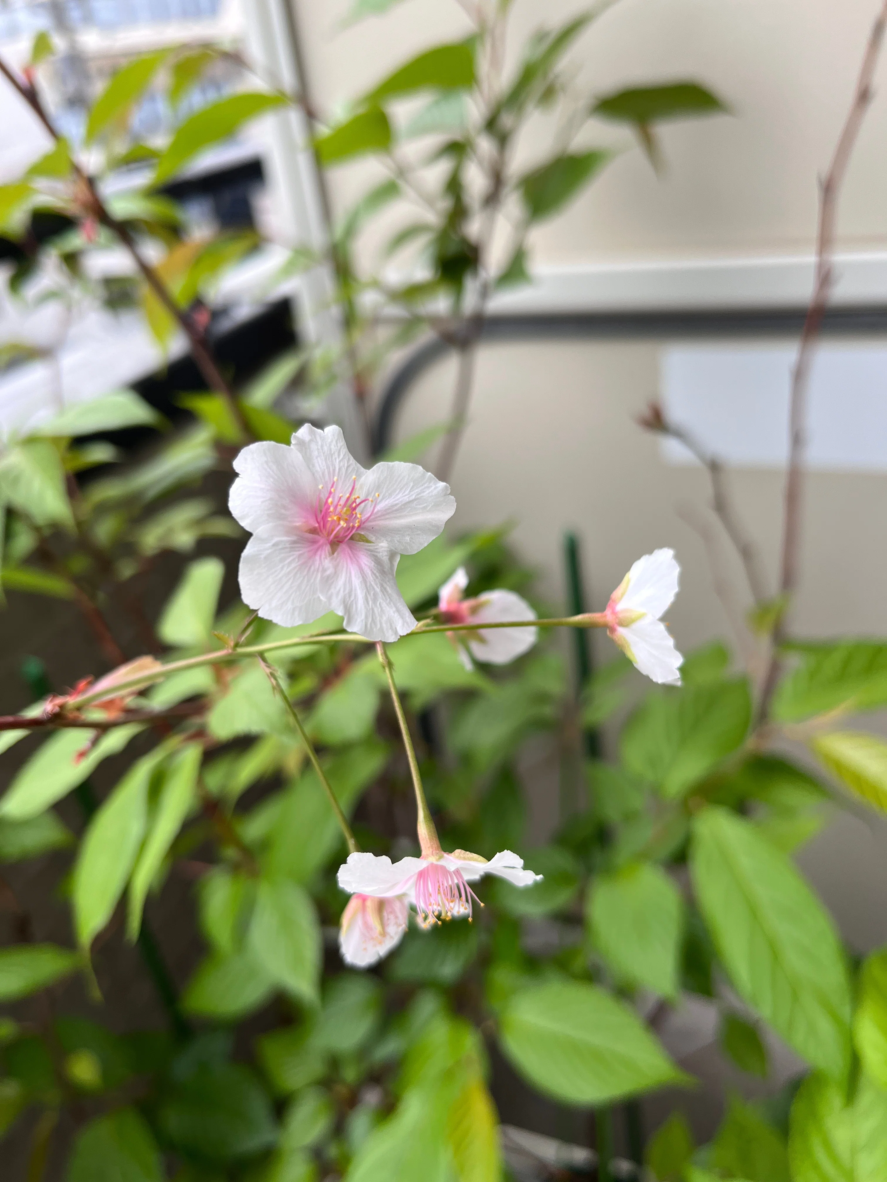 桜を種から育てて開花させた記録｜いが