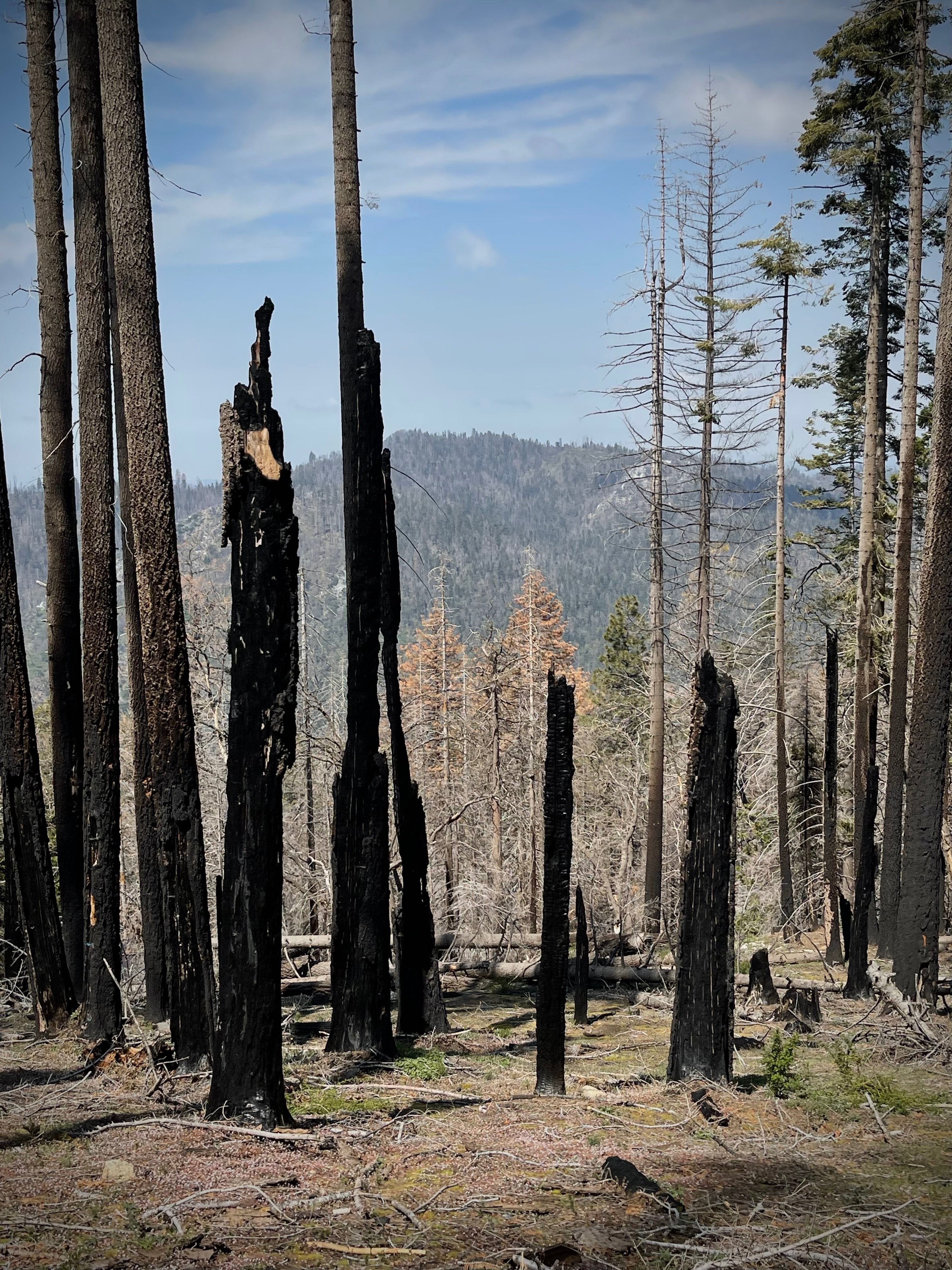 珪化木　メタセコイヤ　アメリカ　カルフォルニア産　φ890×t45mm 世界最大の巨木が眠る森。アメリカの『セコイア国立公園』 | 旅時間