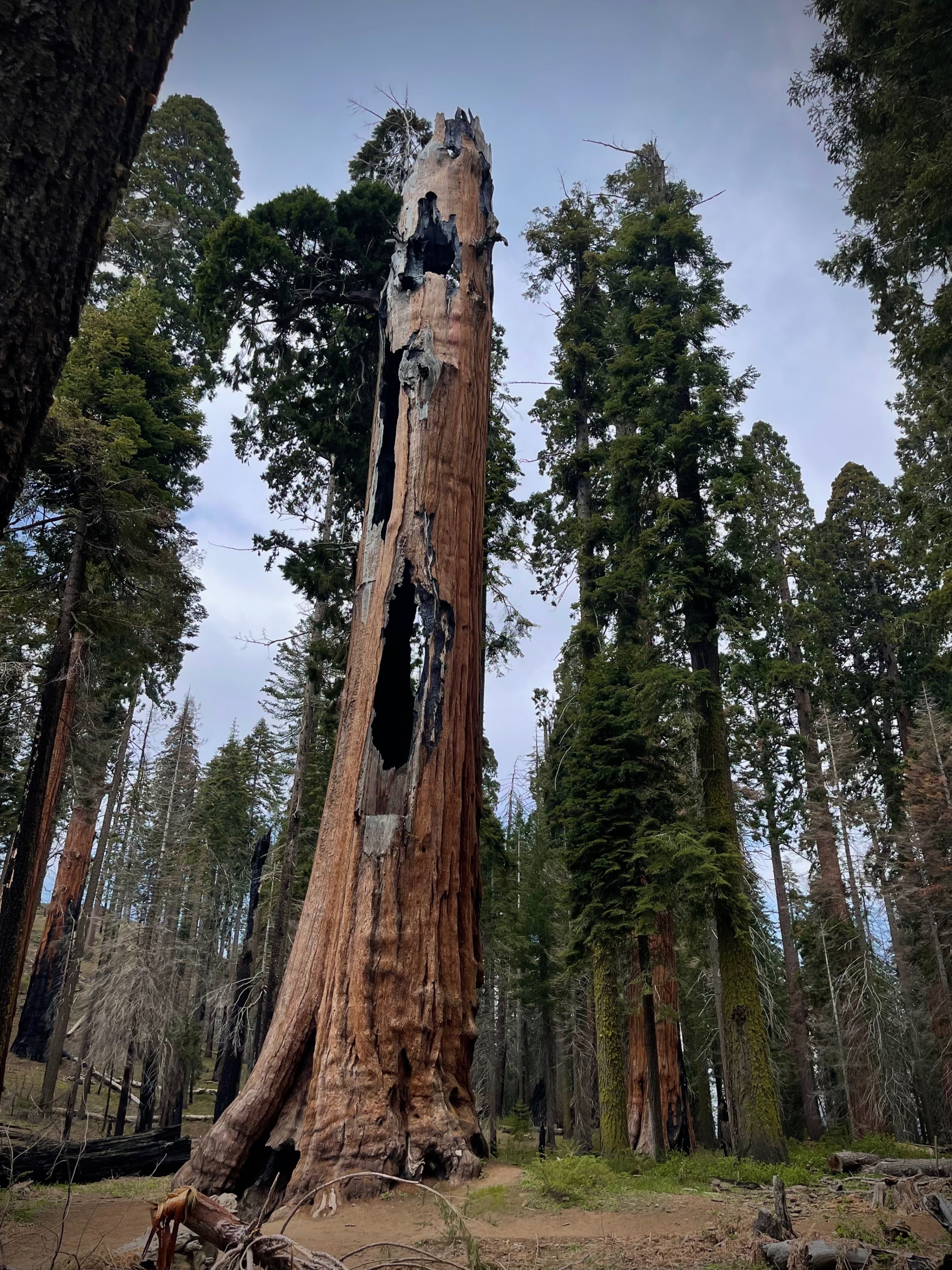 珪化木　メタセコイヤ　アメリカ　カルフォルニア産　φ890×t45mm 世界一周の旅 北米編：カリフォルニア州 世界一大きな木・セコイア国立