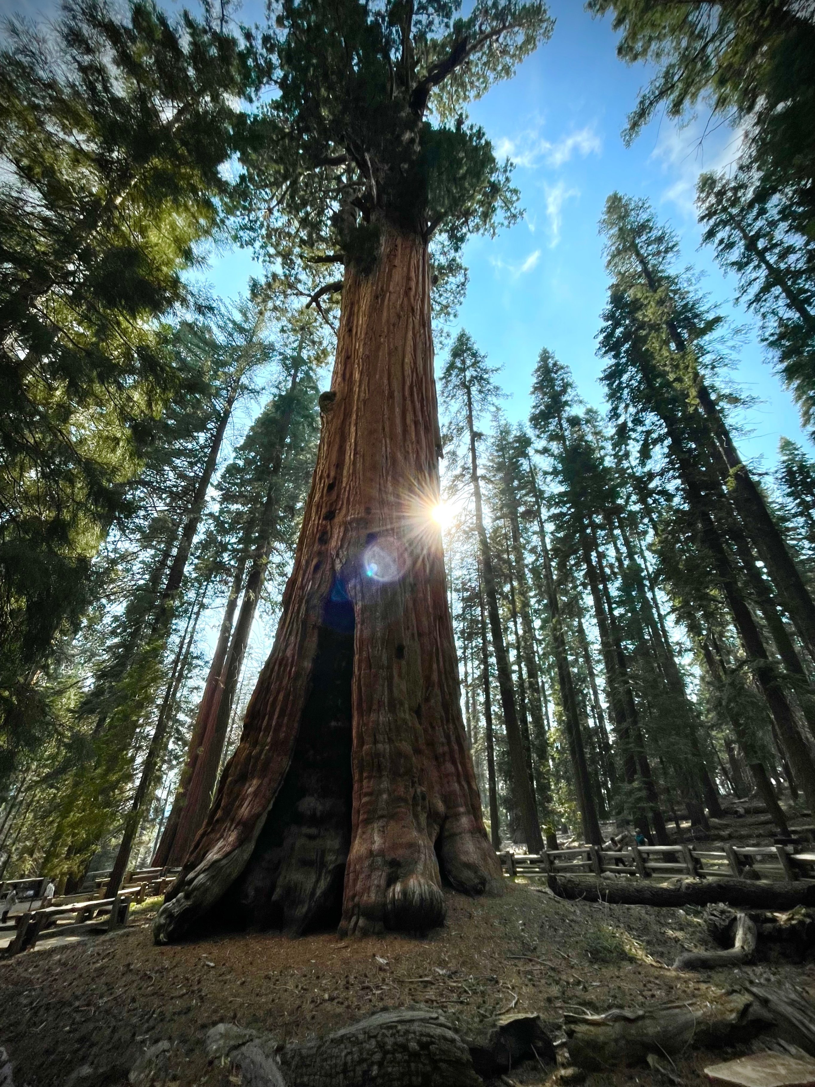 珪化木　メタセコイヤ　アメリカ　カルフォルニア産　φ890×t45mm 珪化木 メタセコイヤ アメリカ カルフォルニア産 φ890×t45mm 朝日を