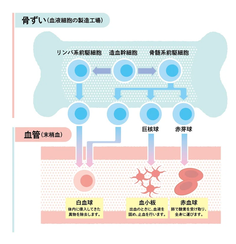 チームで支えるがん治療|東京都庁