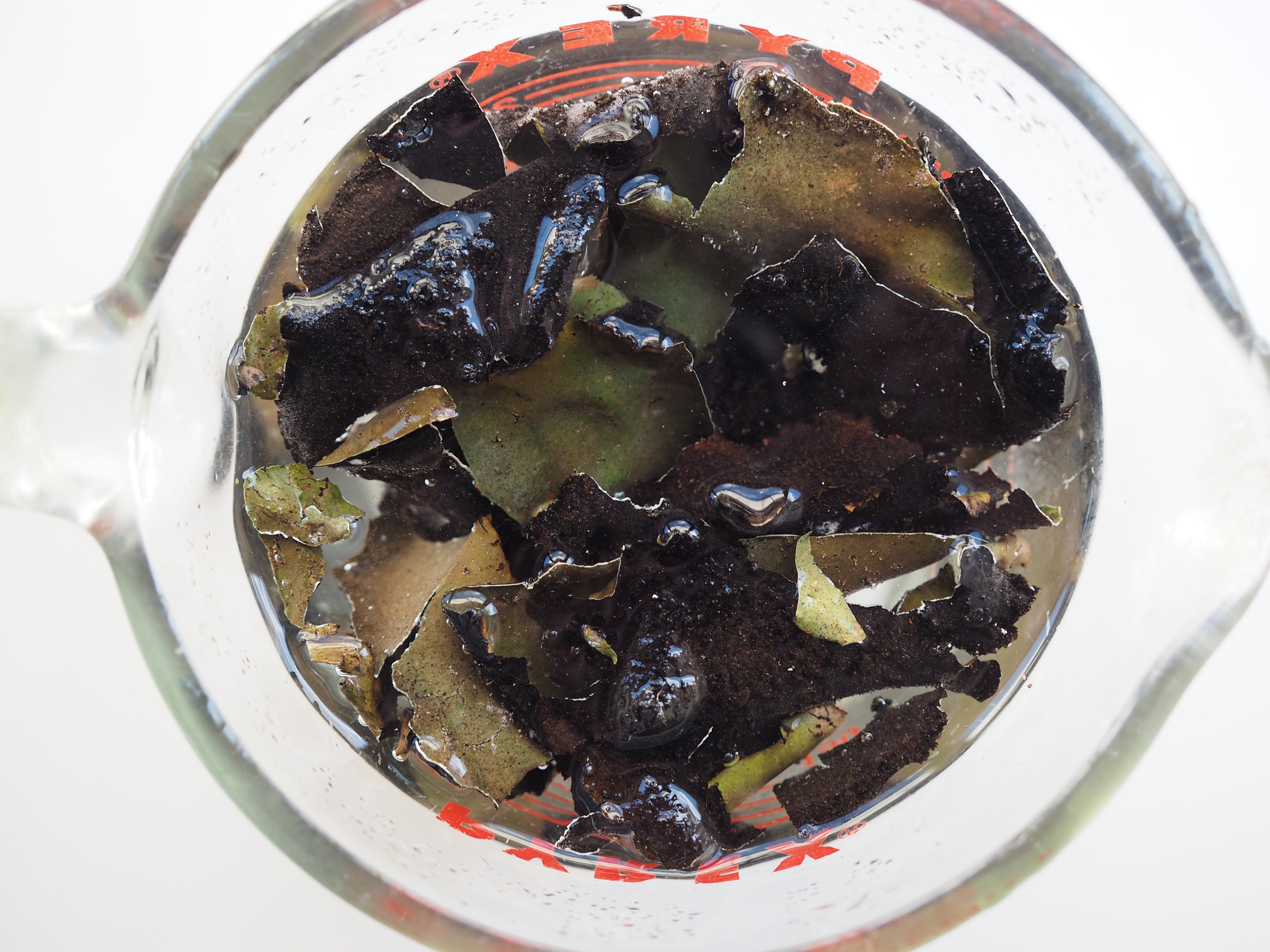 岩茸　1キロ　うお様 高級食材「イワタケ(岩茸)」を食べてみました - 好奇心Oh!say!