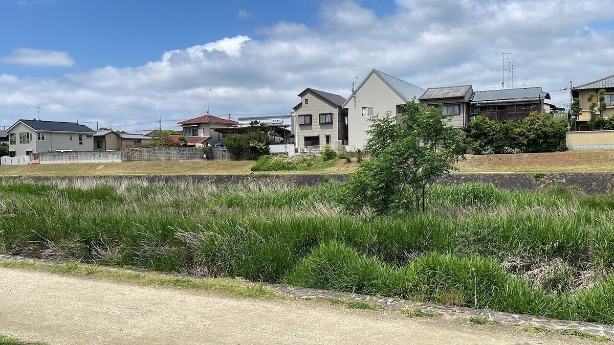 野川葵 