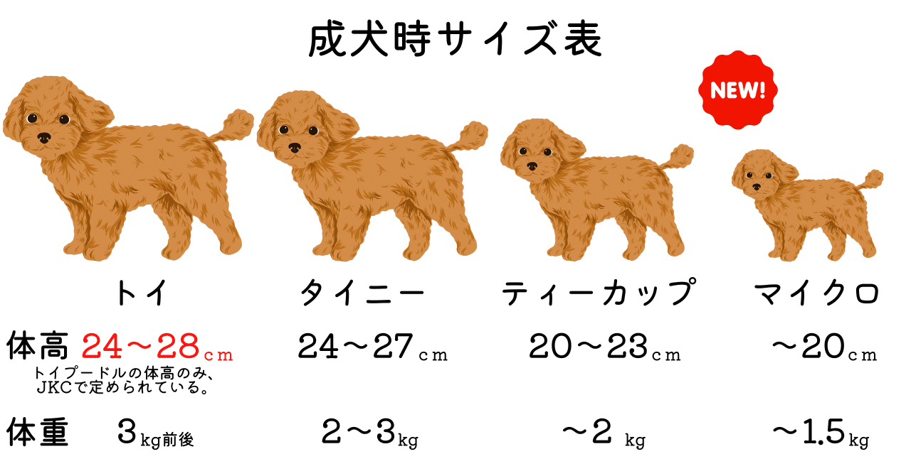 繁殖現場の実態】ティーカッププードルって未熟児？近親交配？健康なの