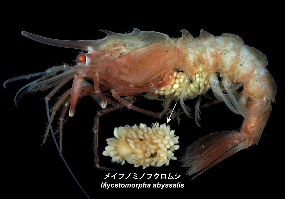 寄生虫 遊戯王 寄生虫パラサイド 2期 パラレル 6845 - メルカリ