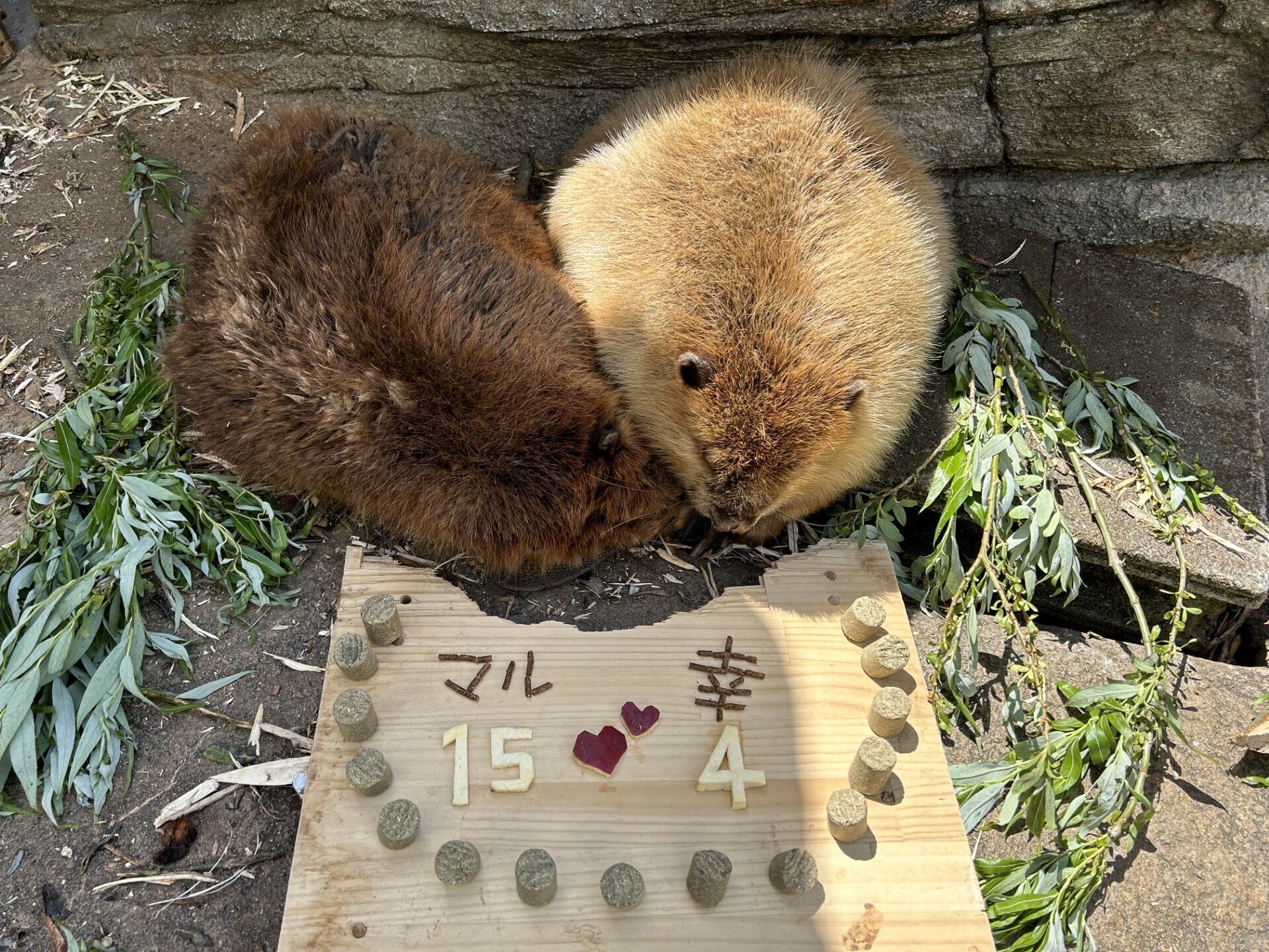 はっビーバーすでー｜仙台うみの杜水族館