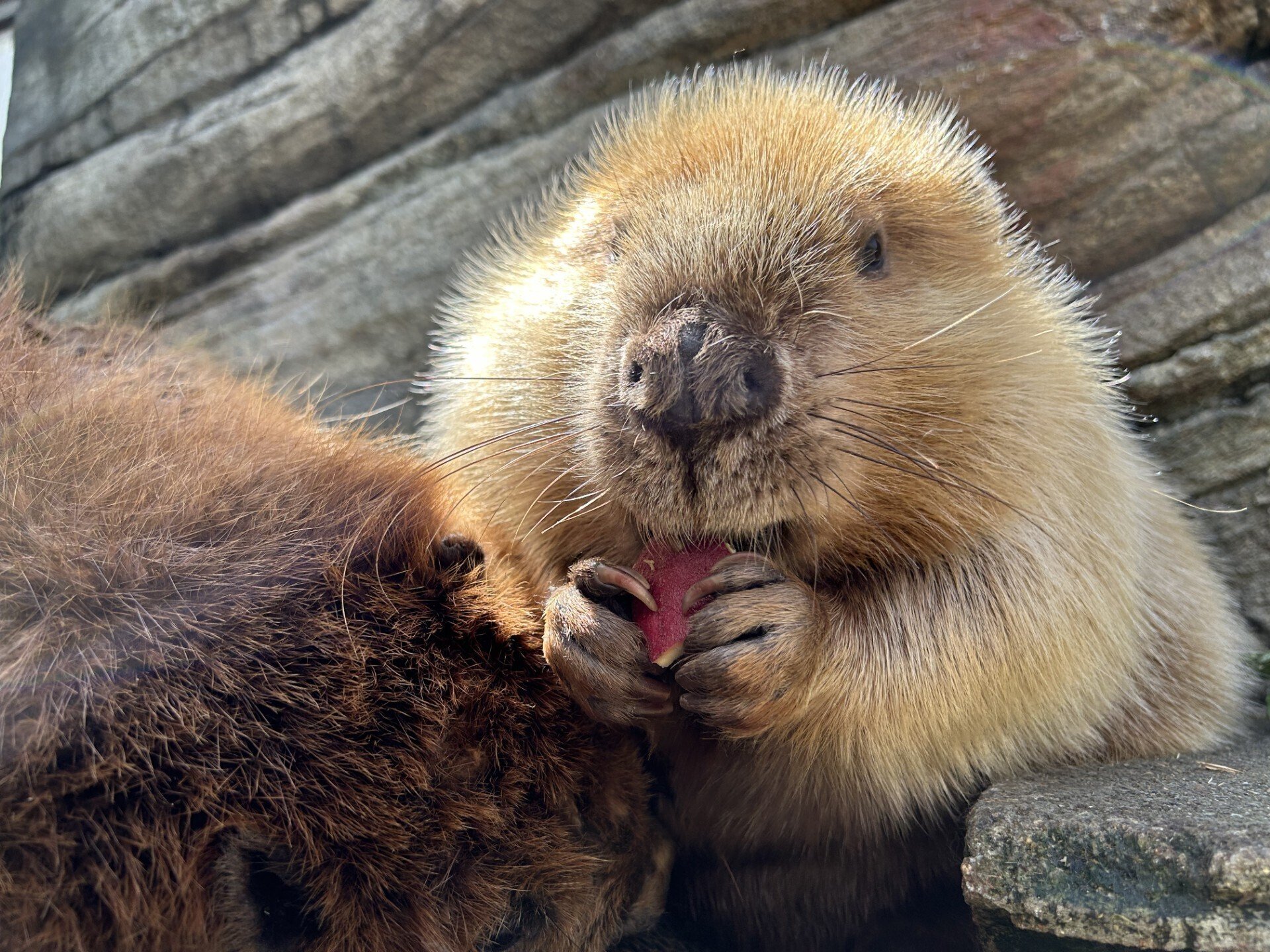 はっビーバーすでー｜仙台うみの杜水族館