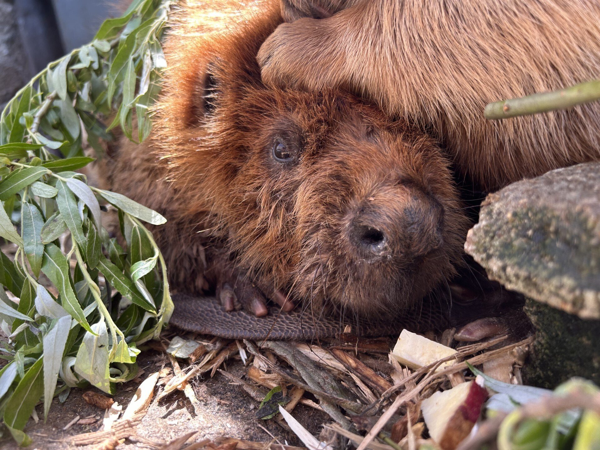 はっビーバーすでー｜仙台うみの杜水族館