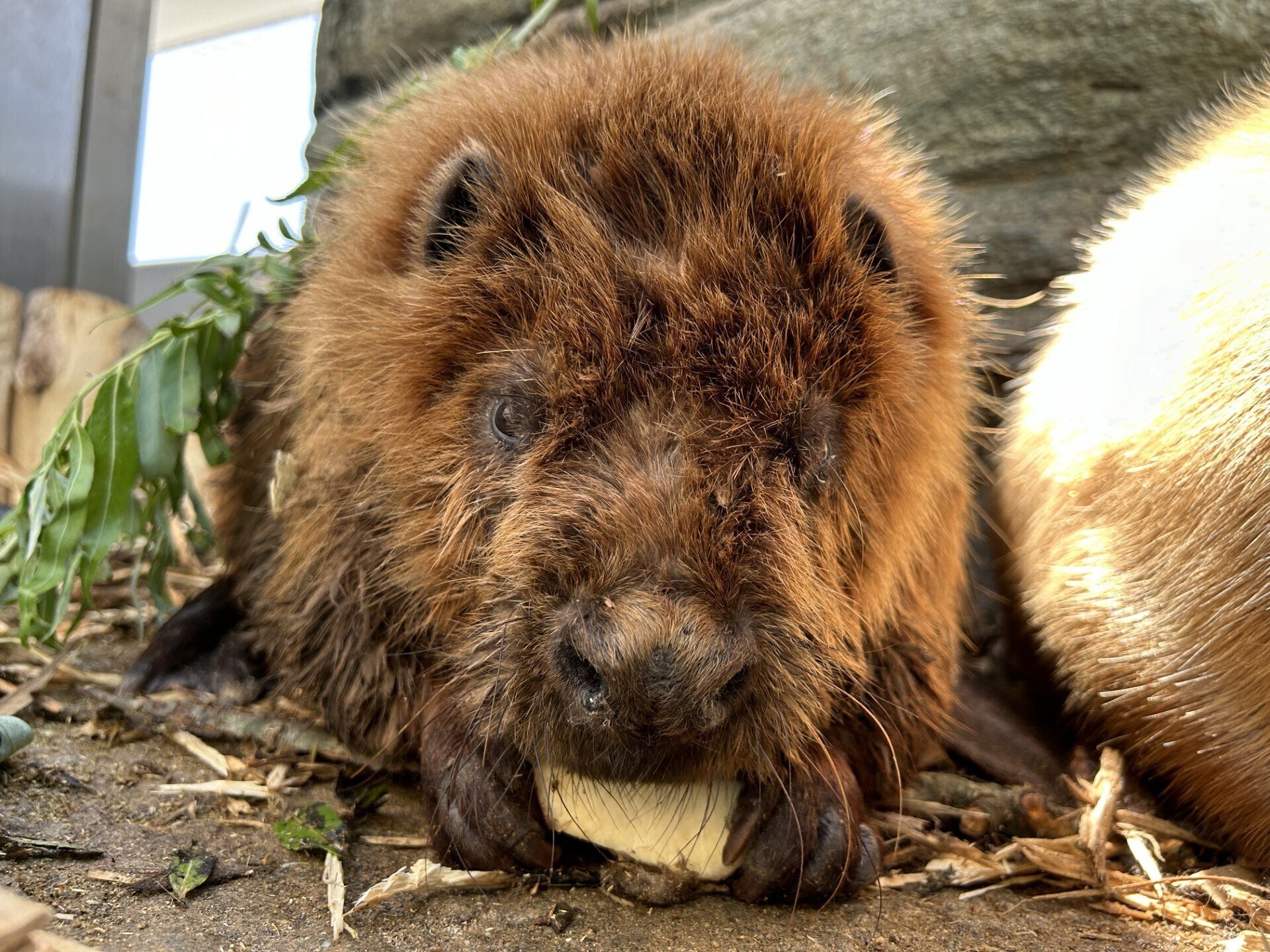 はっビーバーすでー｜仙台うみの杜水族館