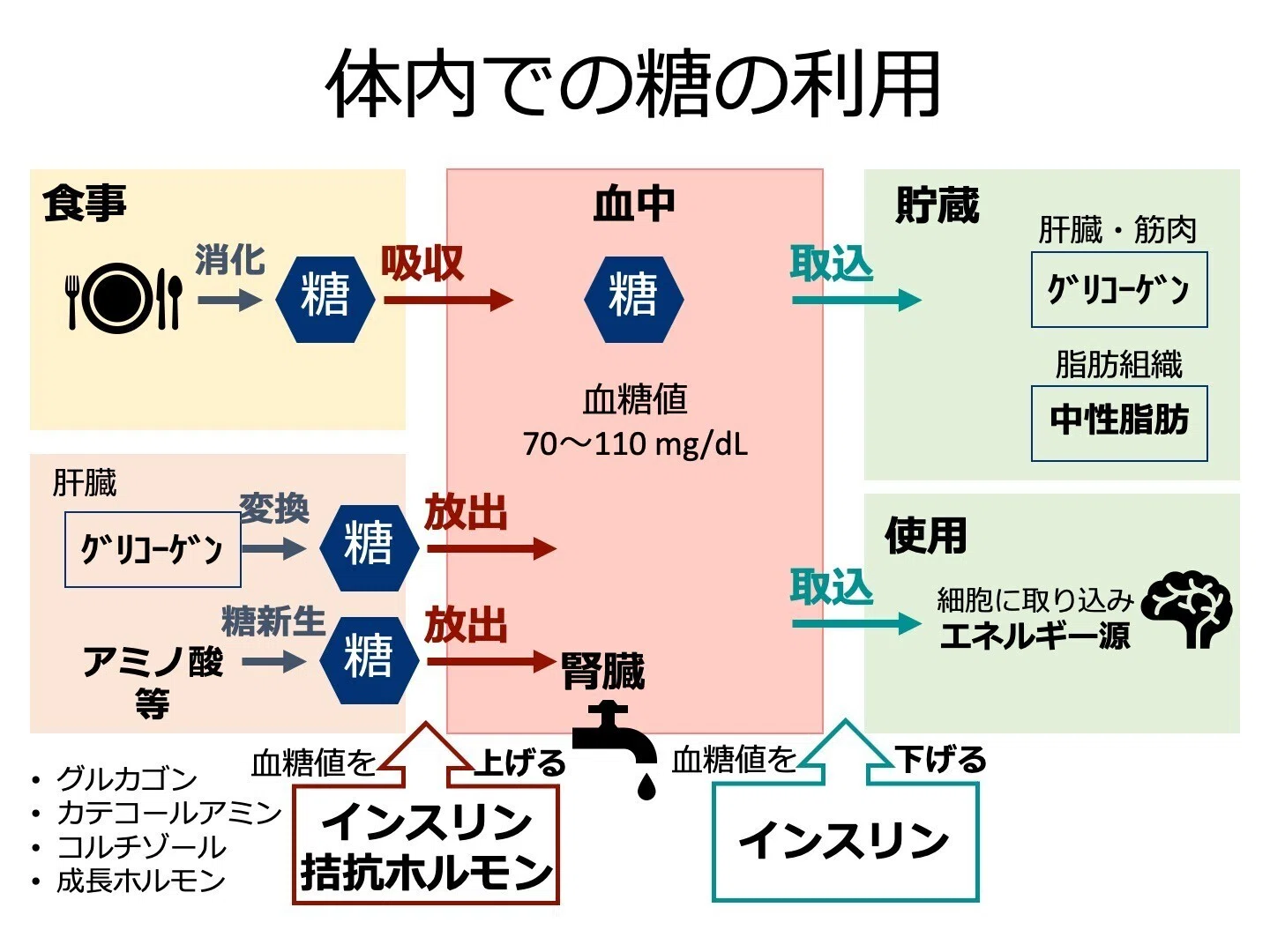 糖 代謝 と は(00)