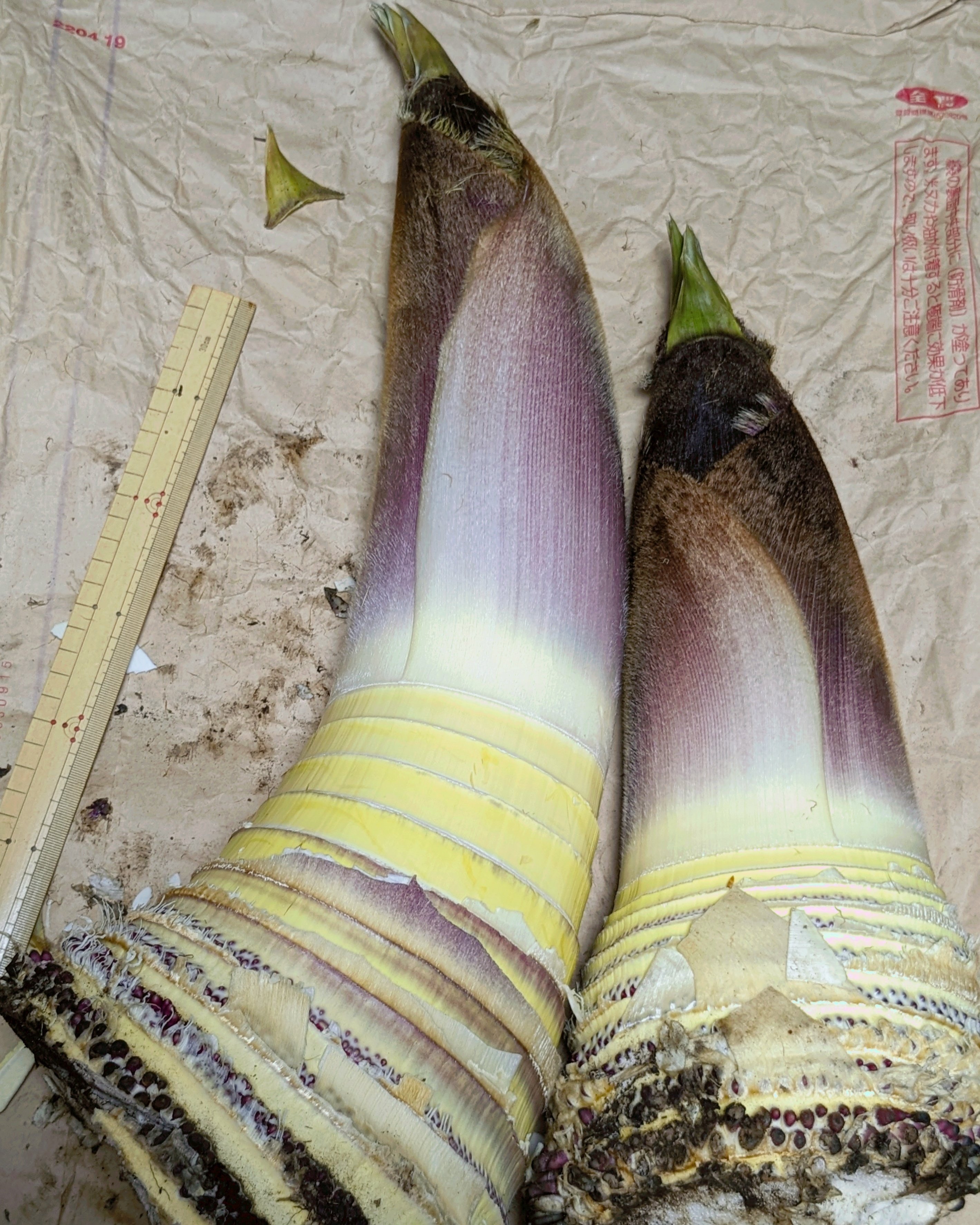 タケノコ20キロ　　大きめサイズ　のこり1名　　4時まで 平茸20日目。ついに1回目の収穫。 まだ小さめの株は残して大きめ