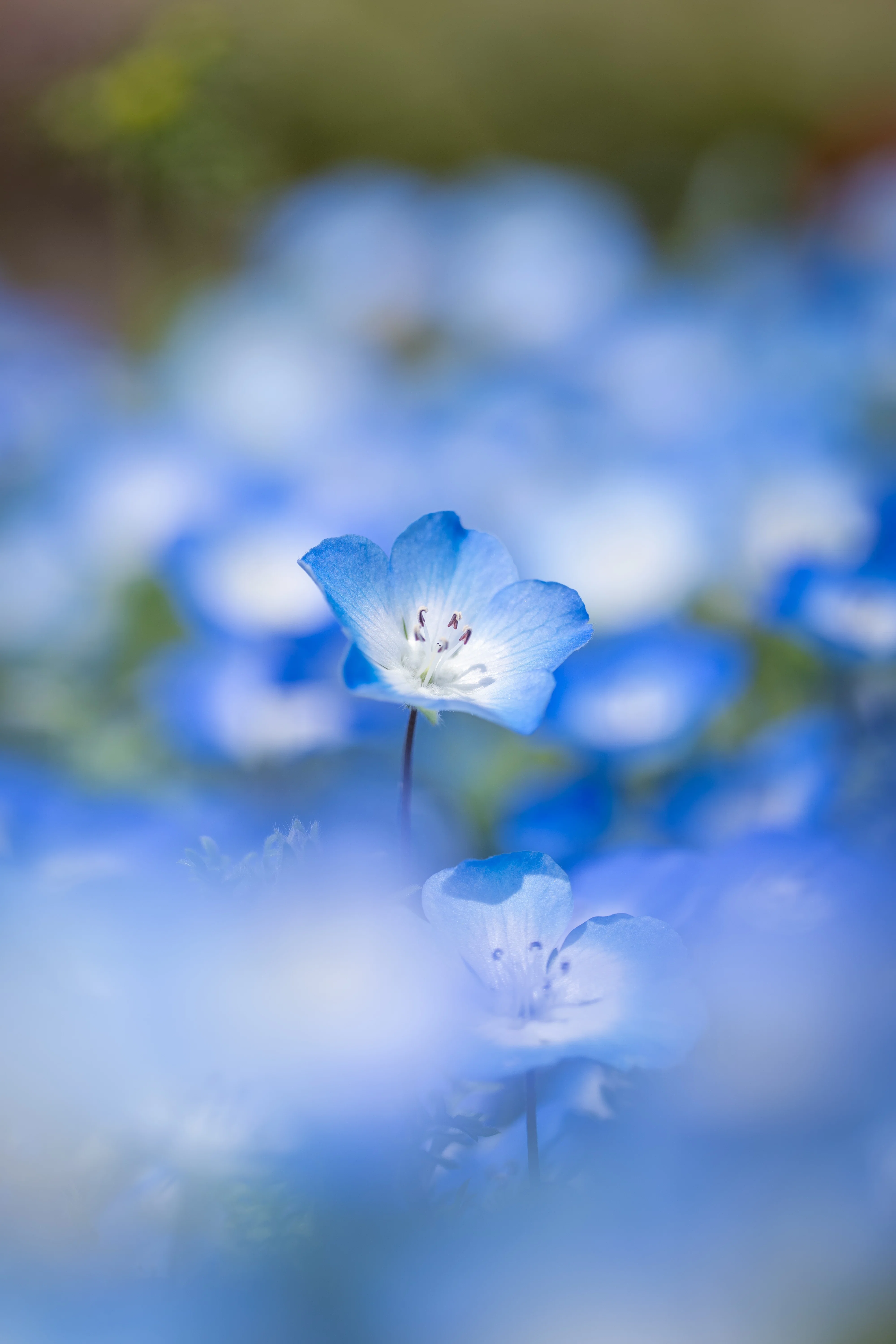 初めてのフルサイズ100mmマクロにはLUMIXがオススメ！【LUMIX S 100mm