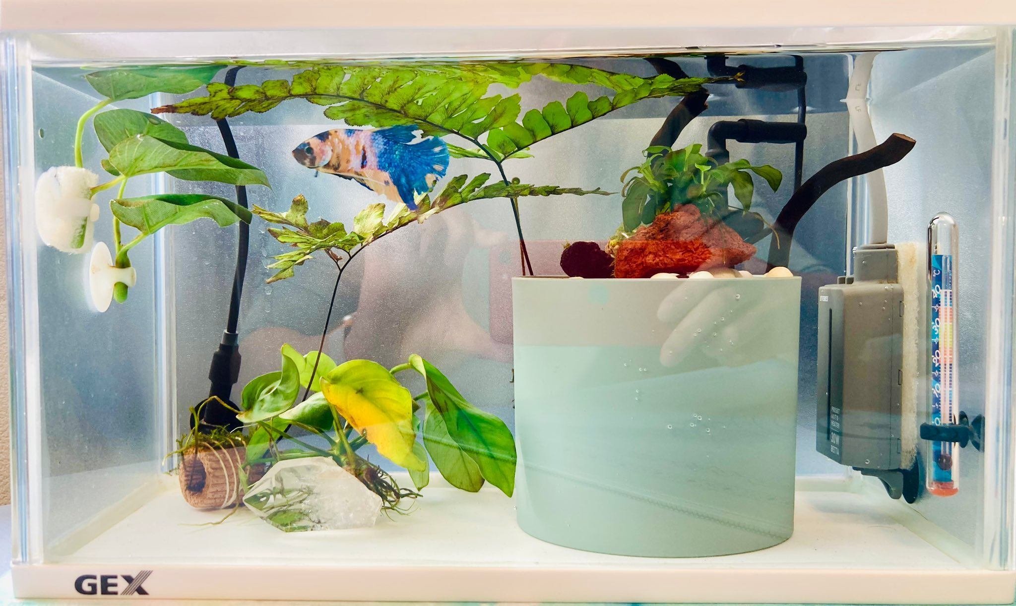 ベタと暮らして10ヶ月｜なぎさん