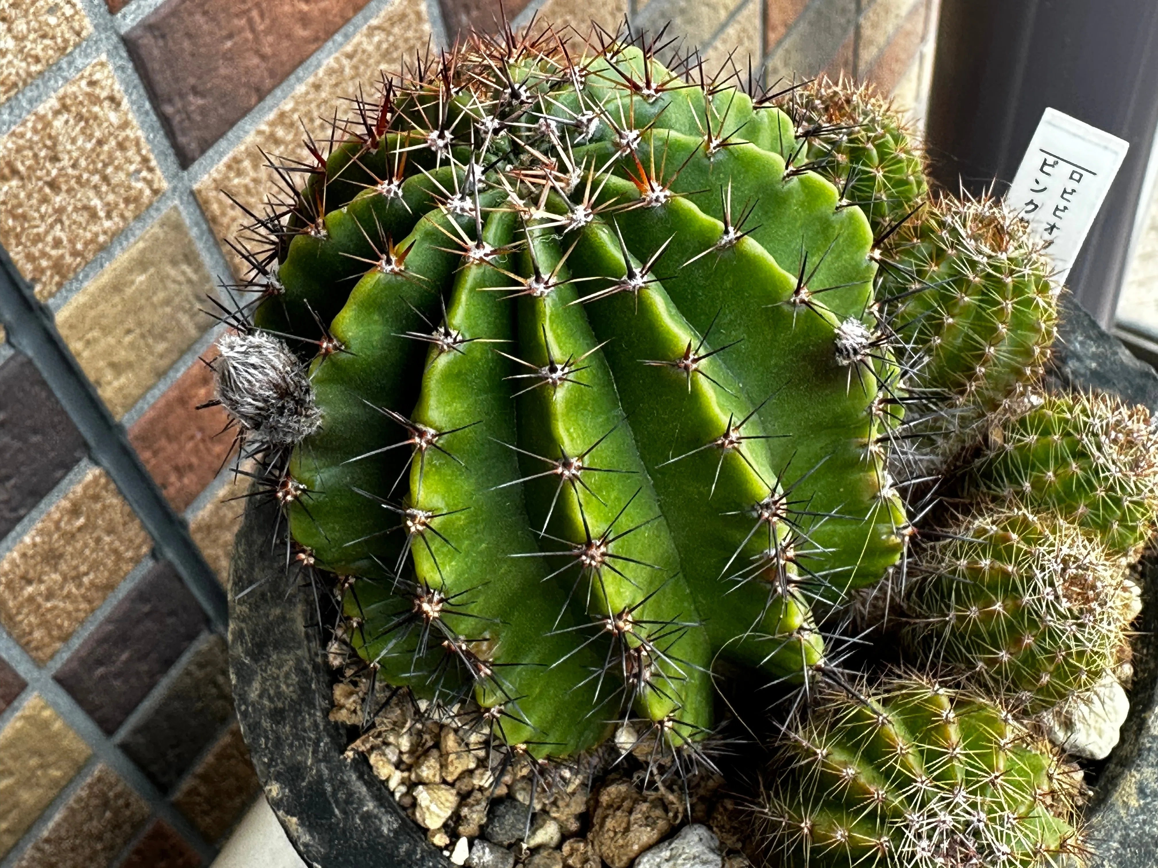 ベランダが花盛り（初夏のサボテンと多肉植物）｜なつこN：毎日を機嫌