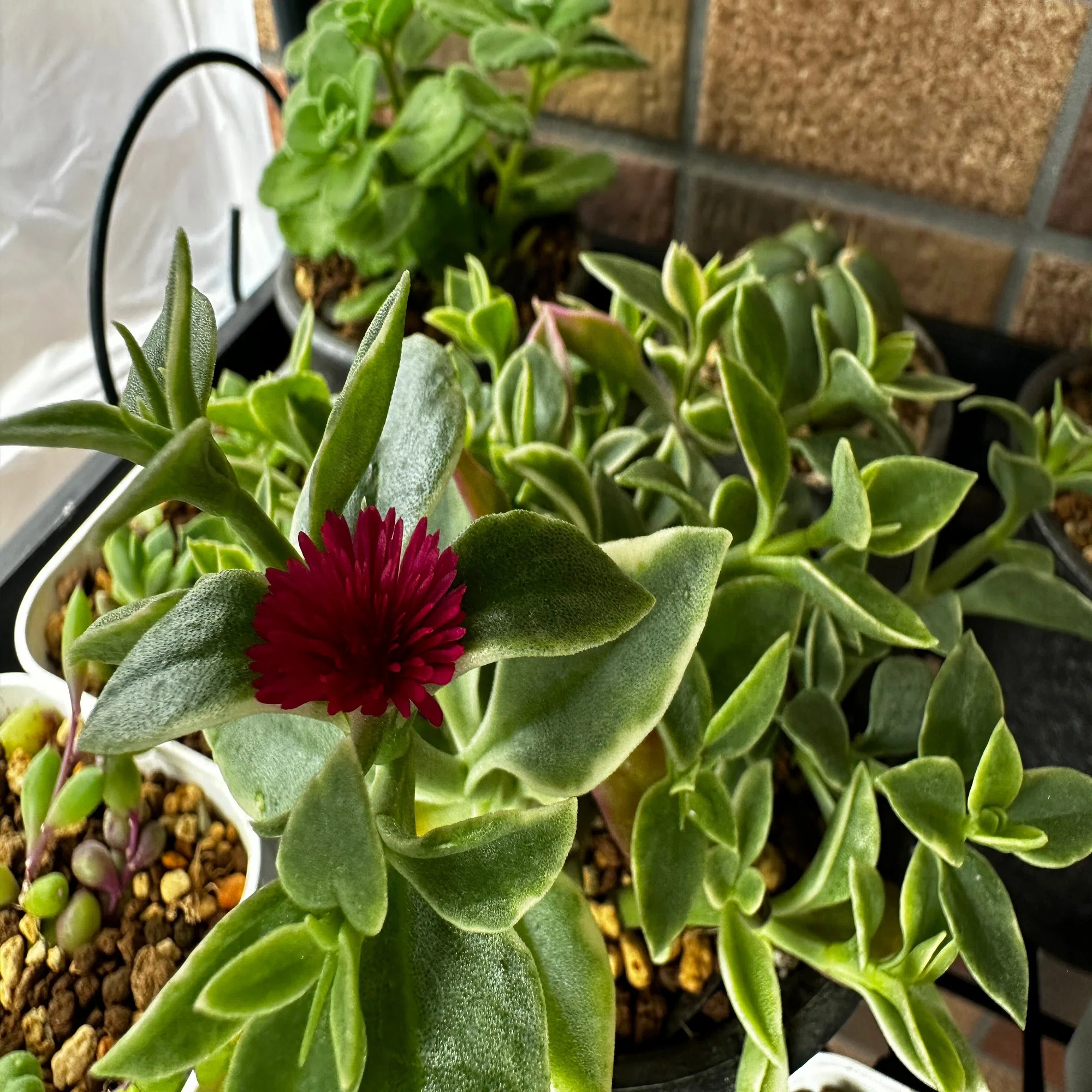 ベランダが花盛り（初夏のサボテンと多肉植物）｜なつこN：毎日を機嫌 