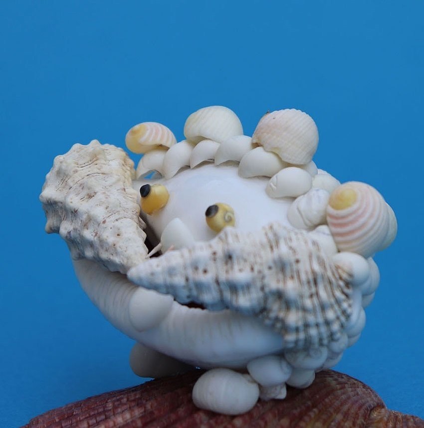 オオタマオウギガニ」｜zoo_shell