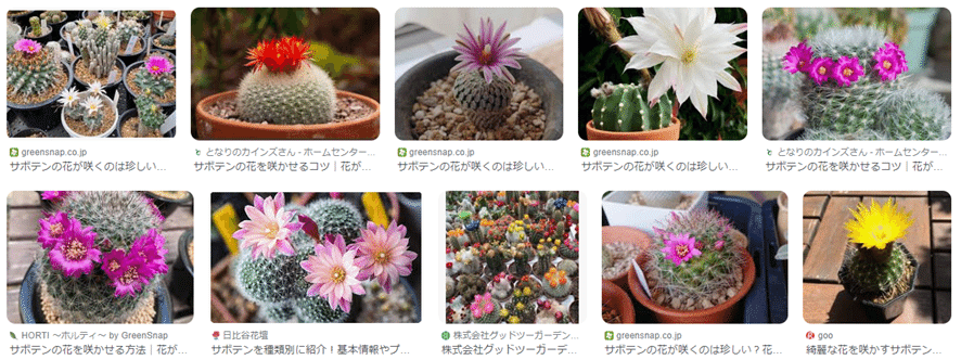 綺麗な花が咲く大きいサボテン Beautiful cactus flowers - YouTube
