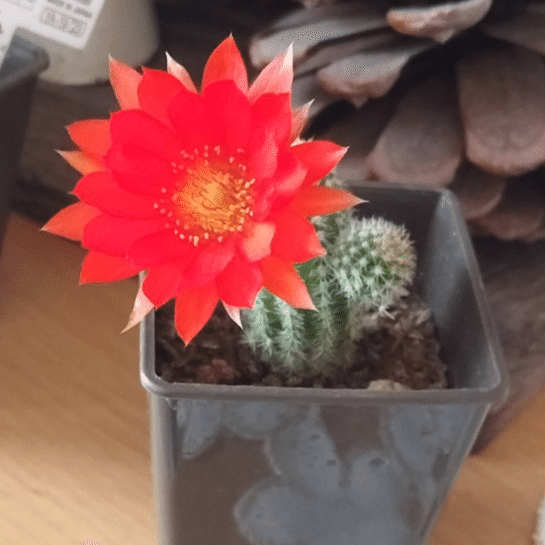 サボテンの花が咲いた！｜農業大好き❗ 小川隆宏