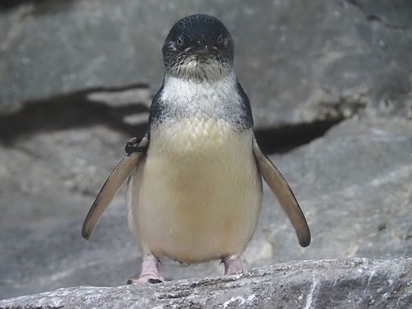 コガタペンギンの写真８