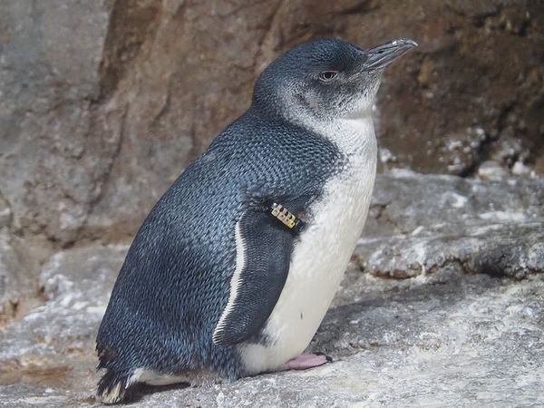コガタペンギンの写真７
